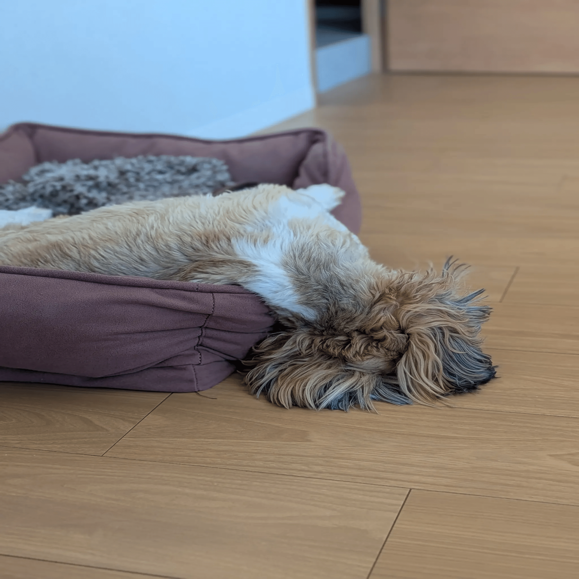 マネーフォワード うちのわんこ 全社編｜Yoshiki Sakai