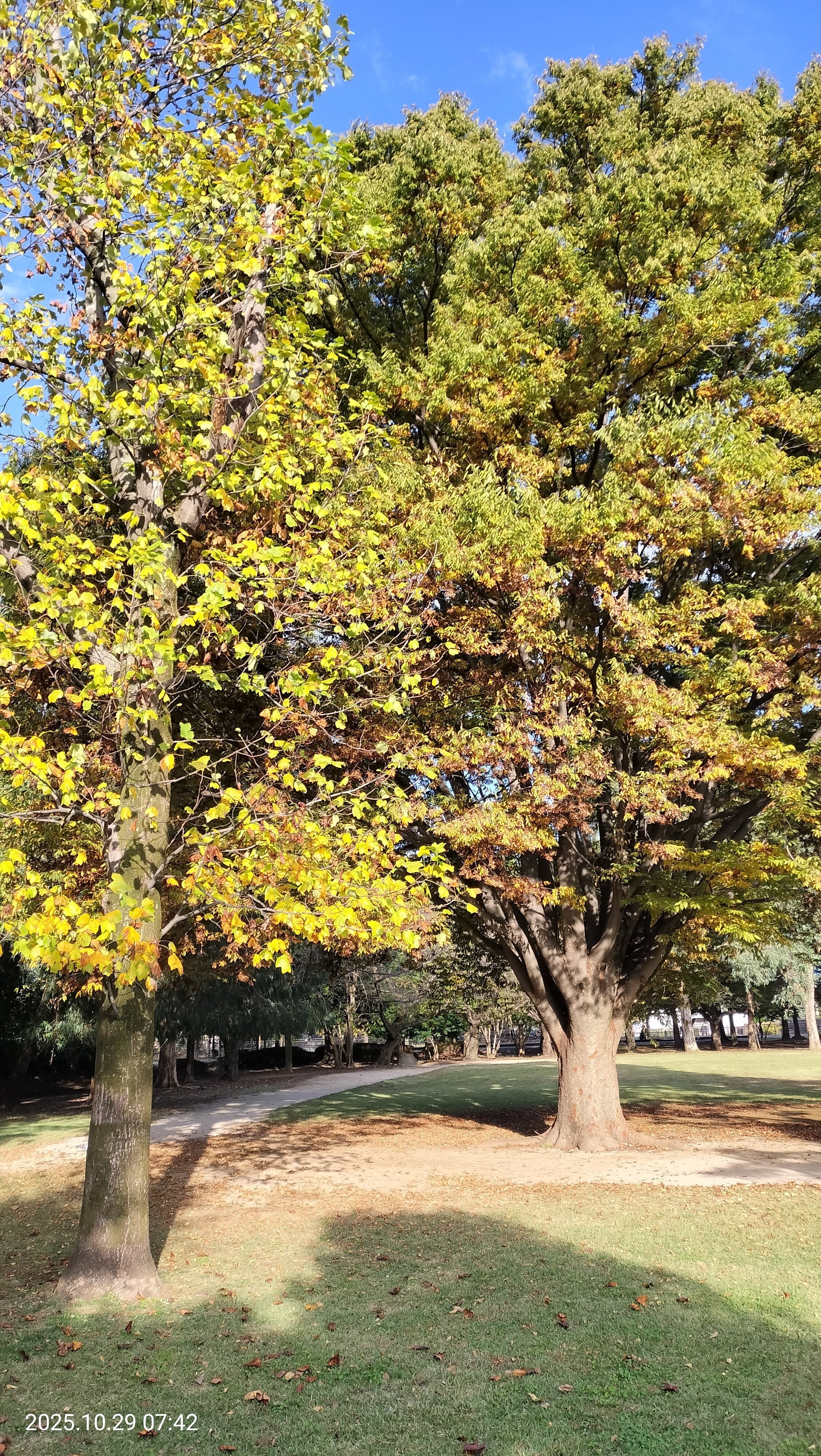 ㊾公園の樹木、秋の樹木は、今こんな感じです。｜katashito