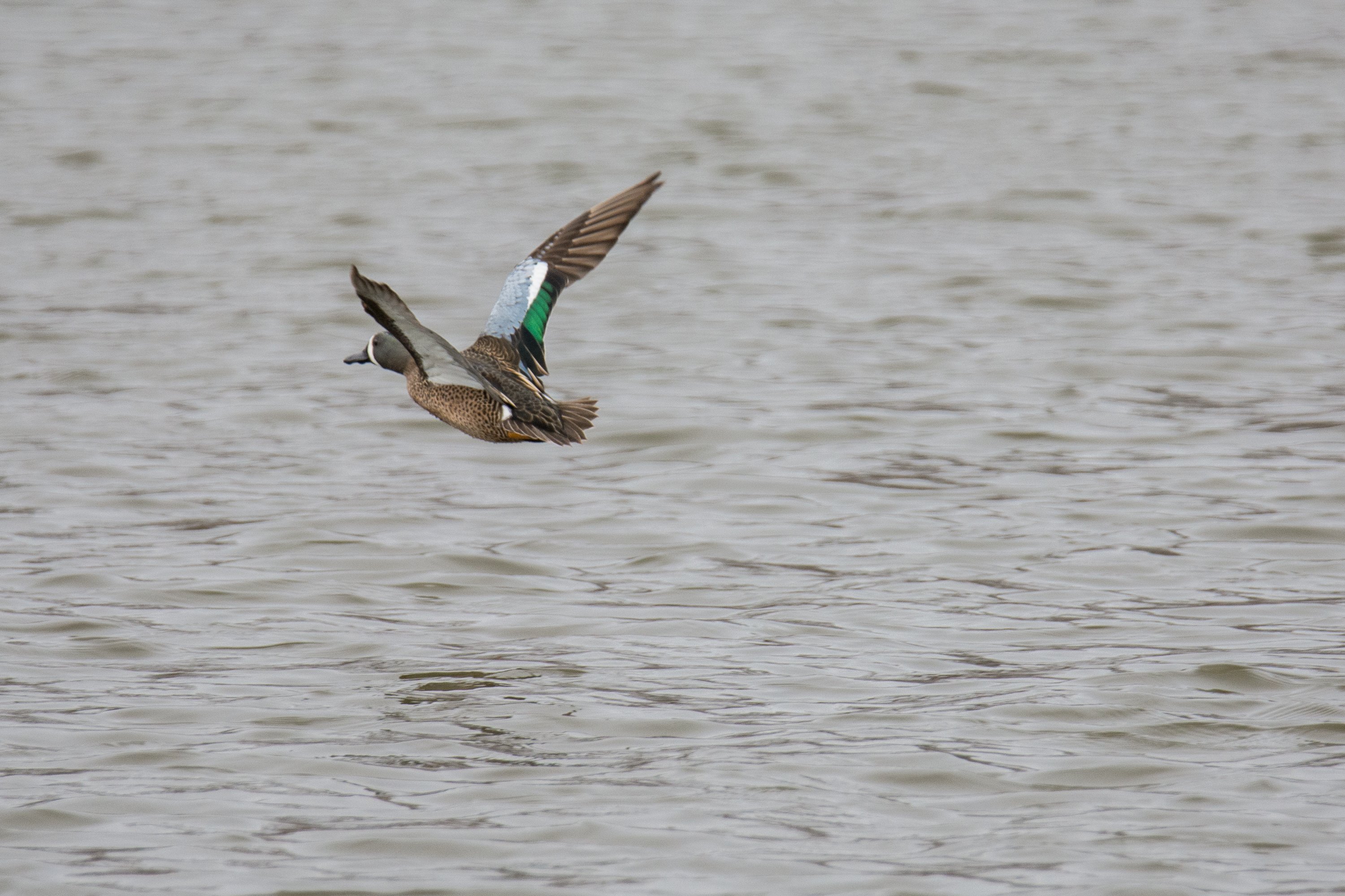 シカゴでバードウォッチング！】 Blue-winged Teal ミカヅキシマアジ