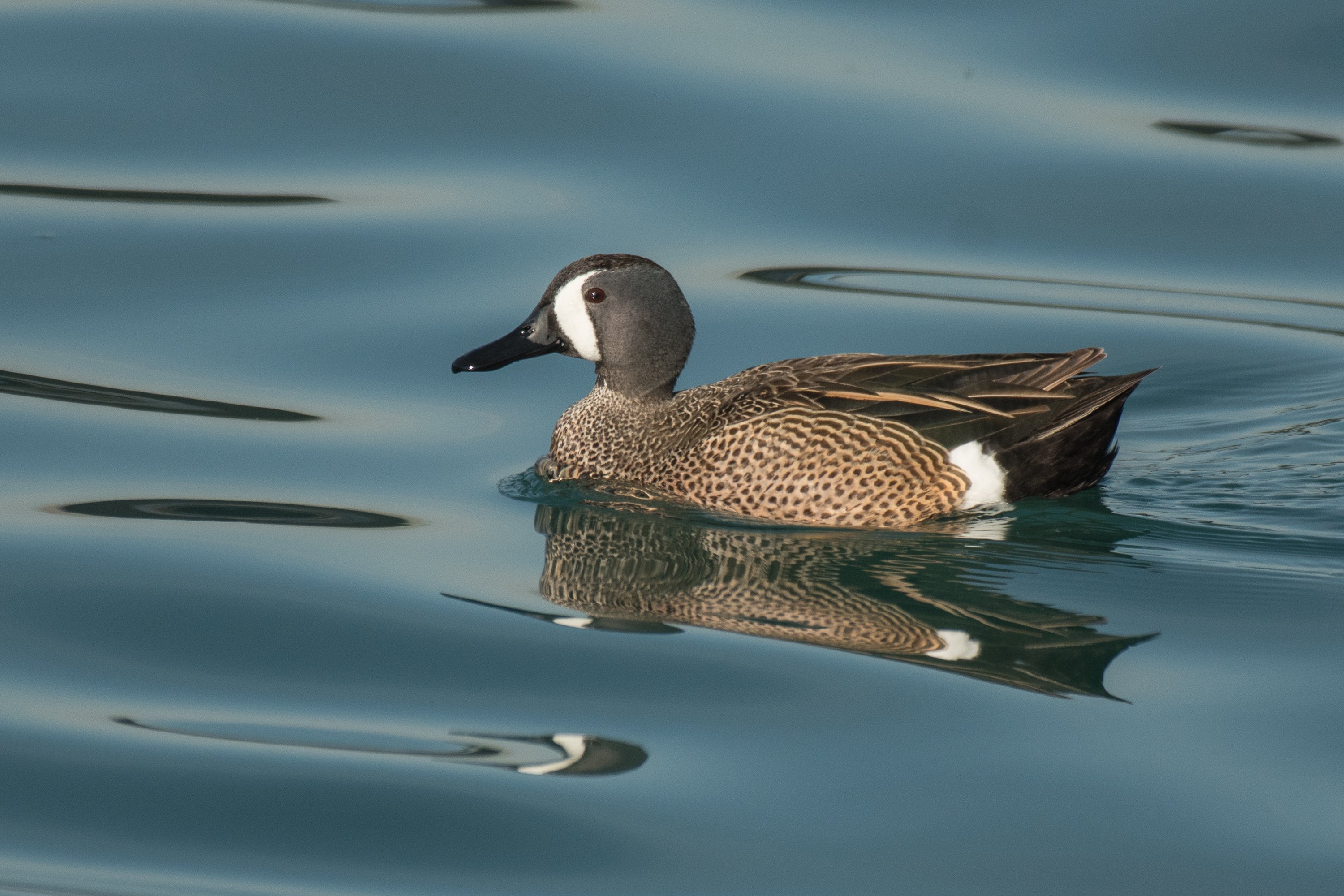 シカゴでバードウォッチング！】 Blue-winged Teal ミカヅキシマアジ
