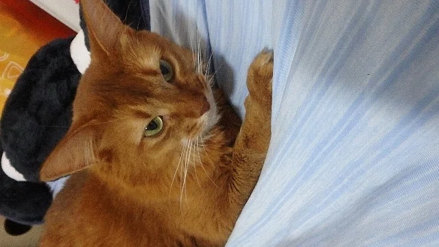 猫ですニャー(05)|チャイナ零弌