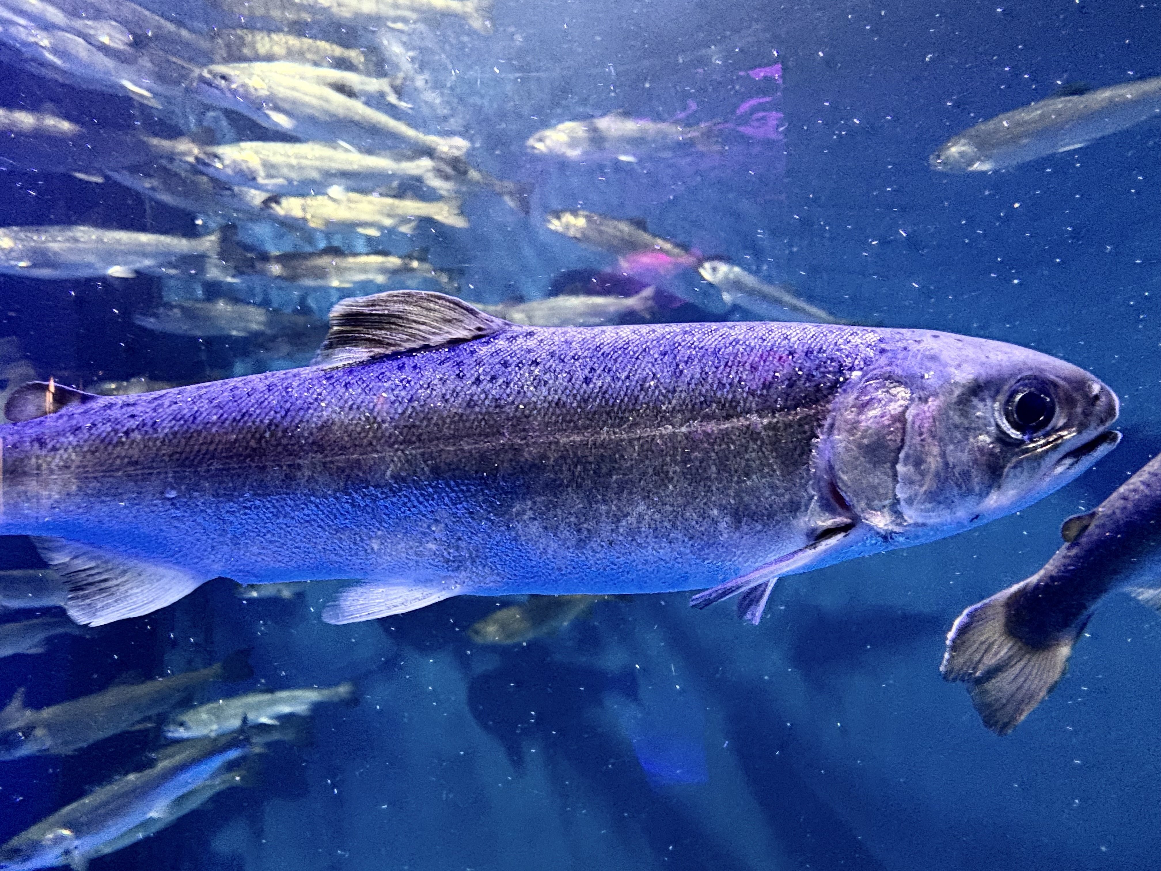 鮭の日｜氷刃翔