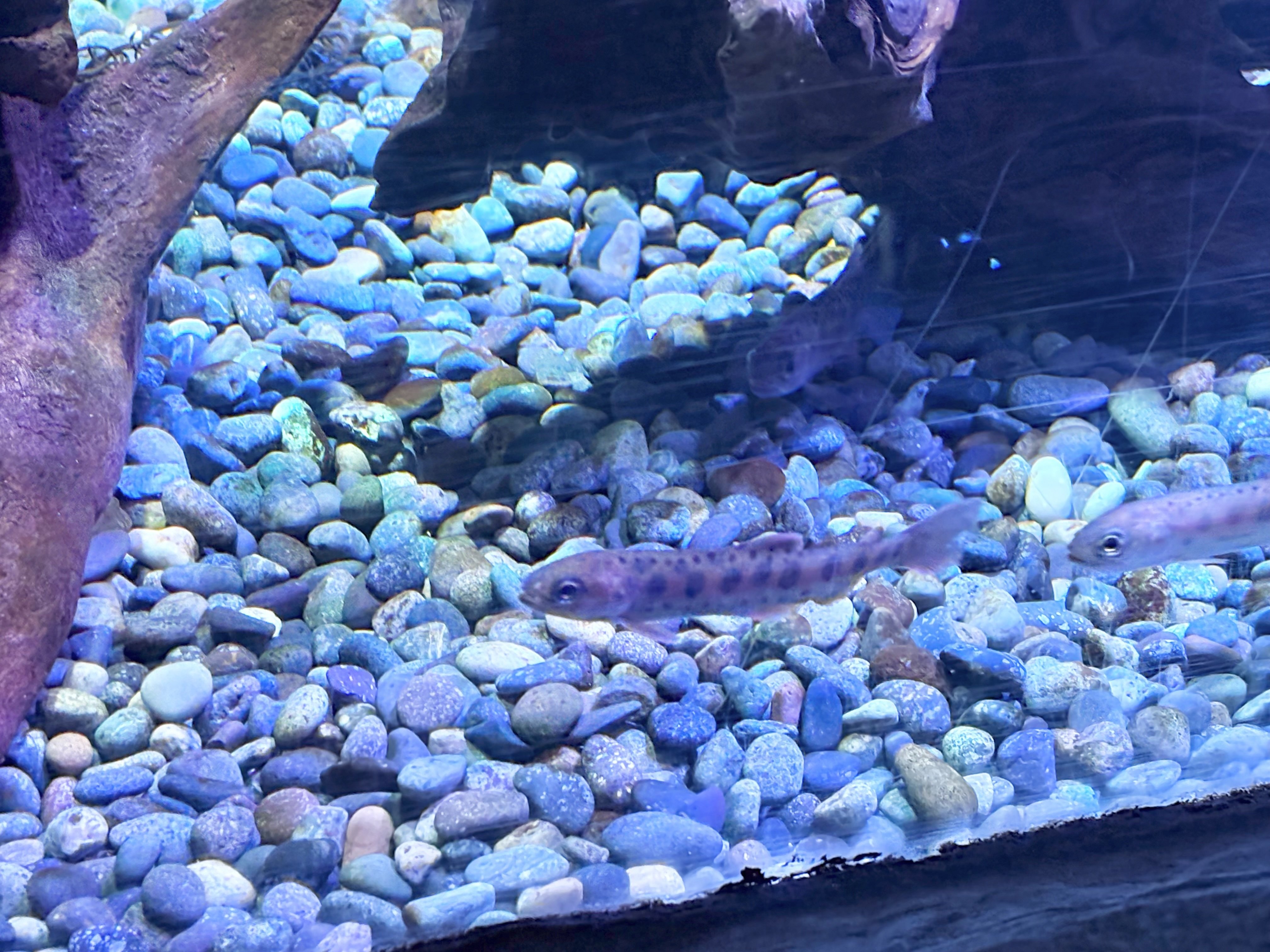 鮭の日｜氷刃翔