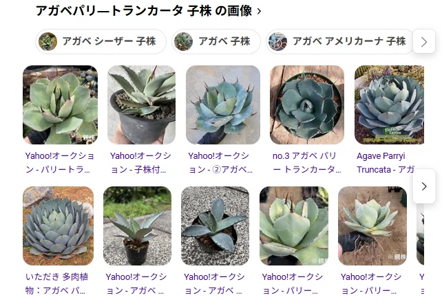ド素人がロックガーデンにあこがれてアガベを買う③｜追加購入と笹の雪