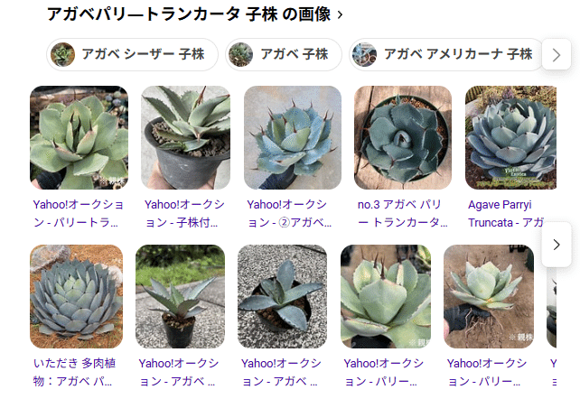 ド素人がロックガーデンにあこがれてアガベを買う③｜追加購入と笹の雪