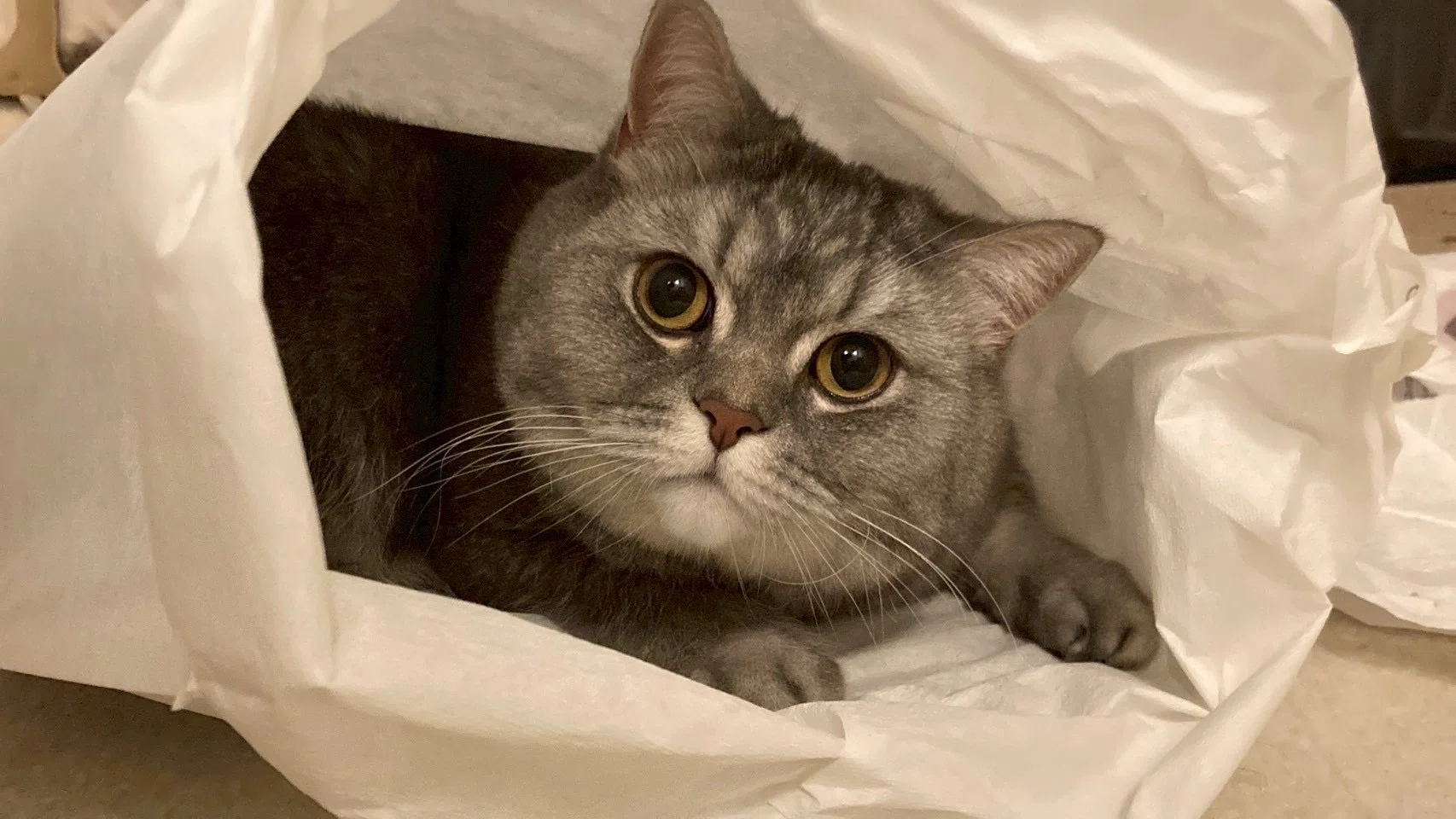 猫好き必見！愛猫の写真からオーダーメイドできる表札の魅力｜大円商店