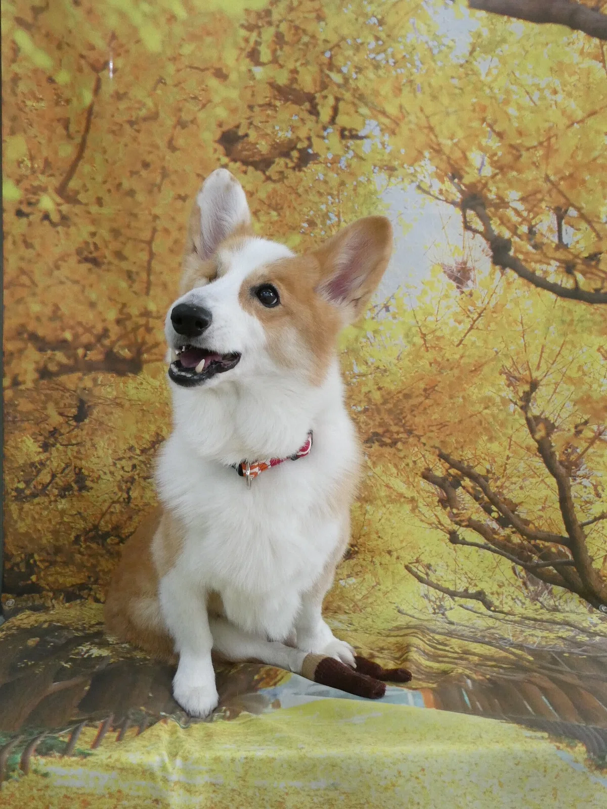 画像