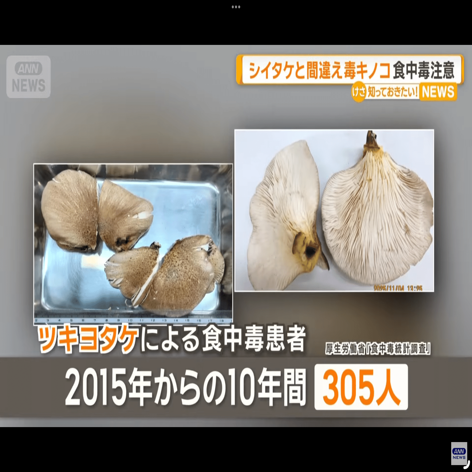 毒キノコに気をつけよう（最新ニュースも追加しました！）（その1