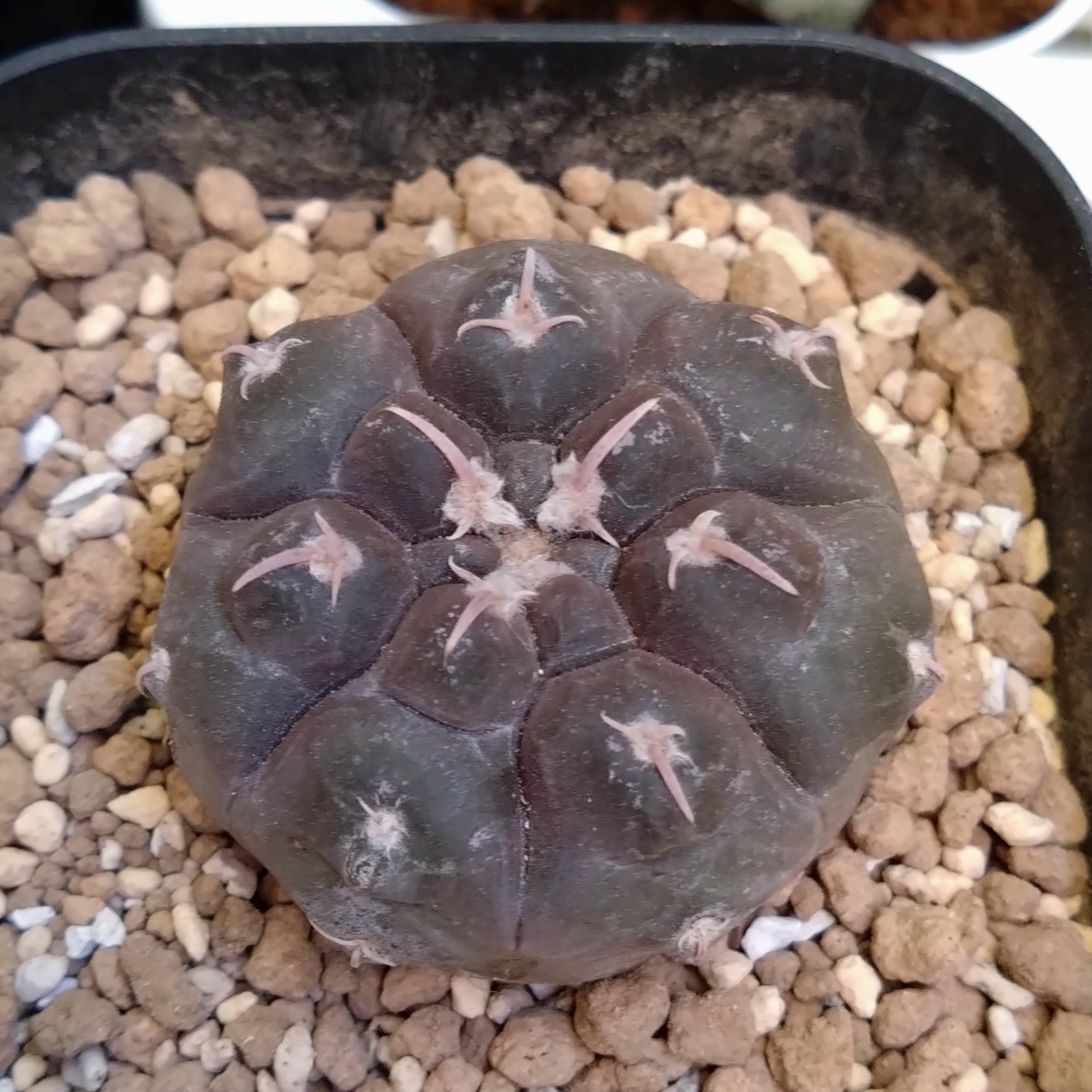 紅蛇丸｜文守 萌樹