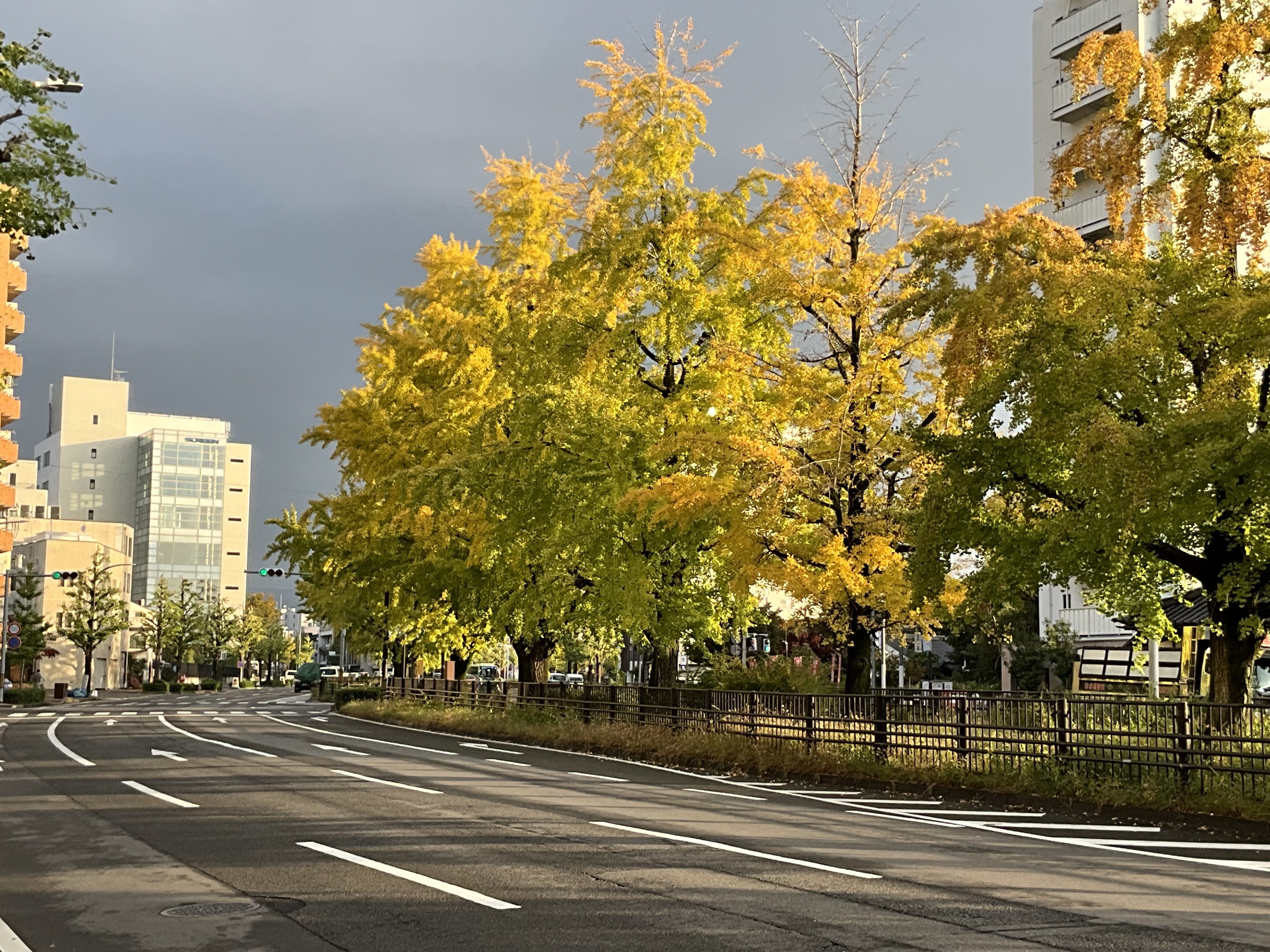 堀川通せせらぎ第三公園のイチョウ並木：2025年11月28日（金）｜藤井