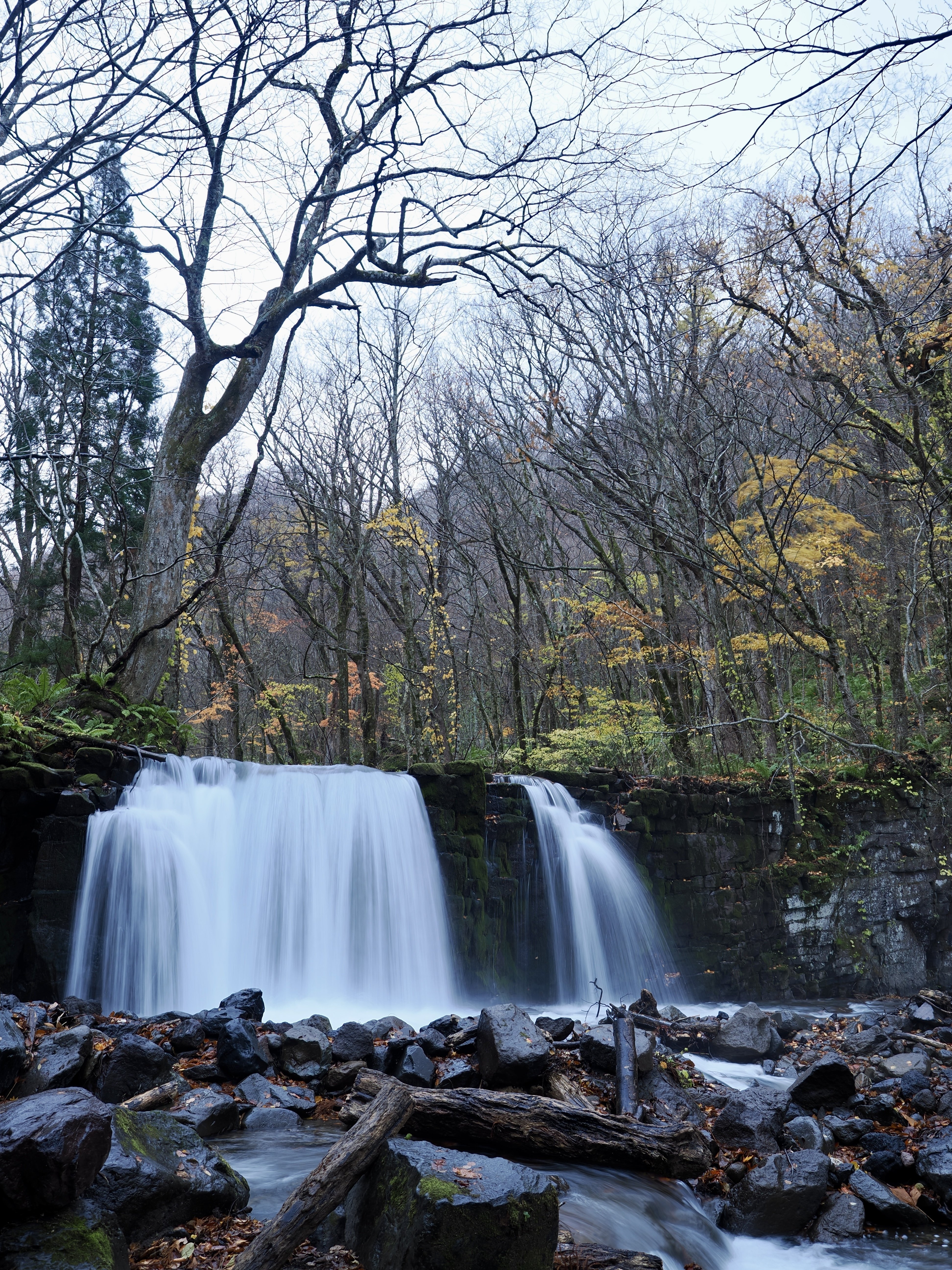 今日の奥入瀬渓流 25/11/11｜奥入瀬日和@星野リゾート