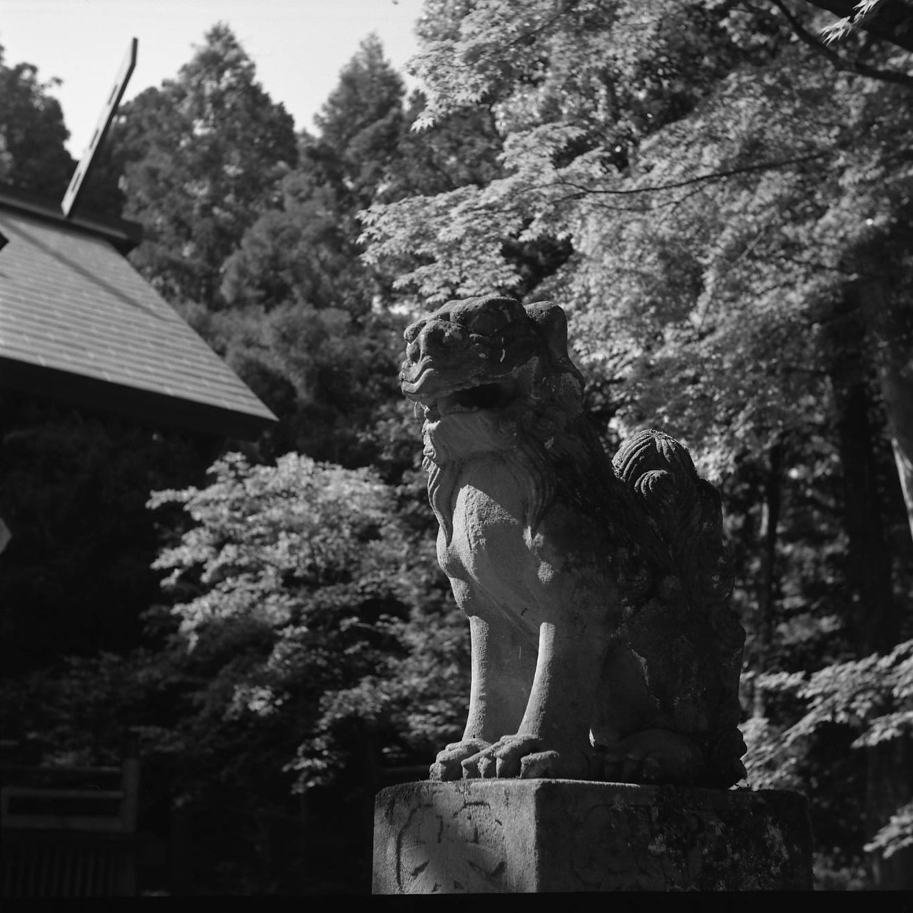 新人向け？二眼レフ Yashica Rookie｜ema_photo