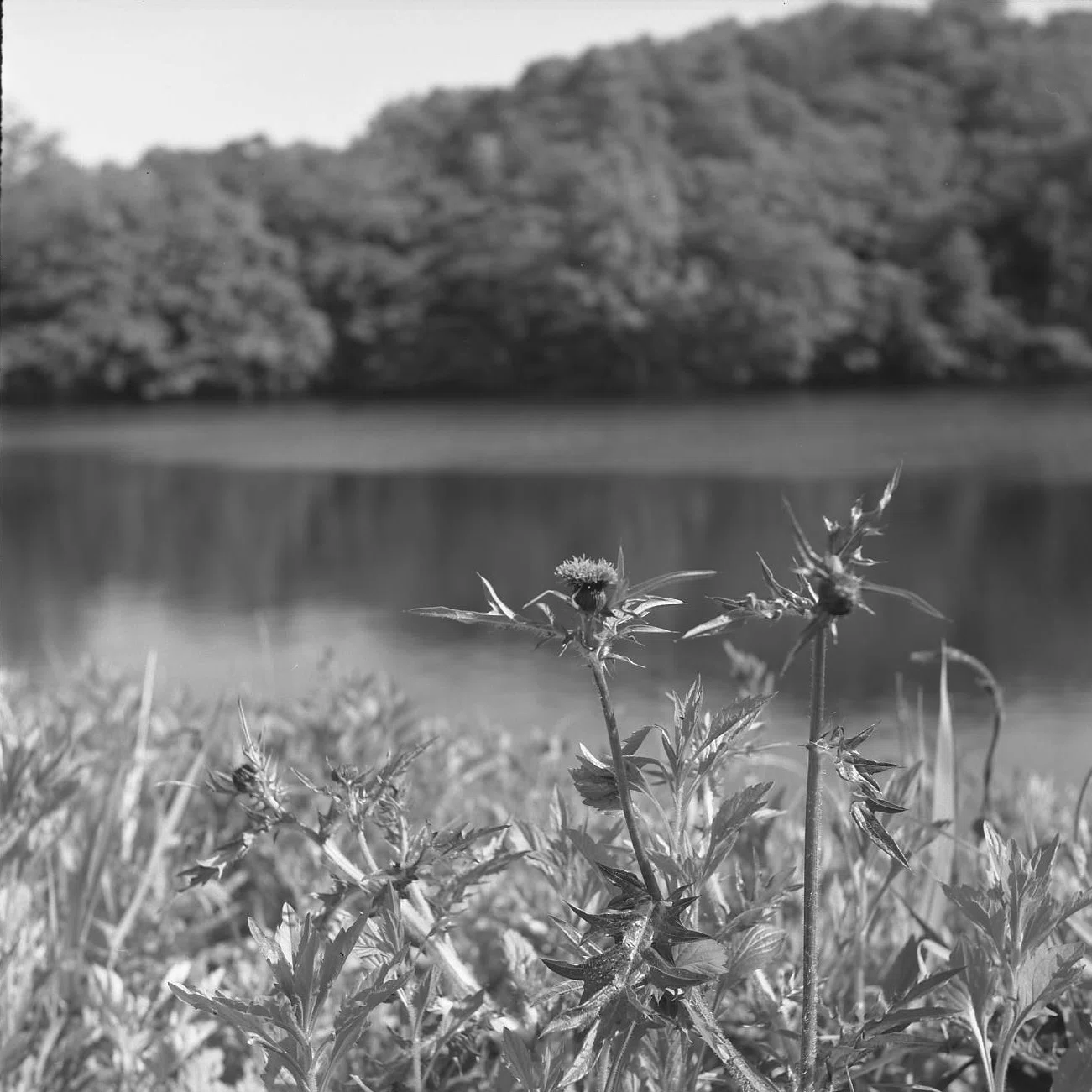 新人向け？二眼レフ Yashica Rookie｜ema_photo