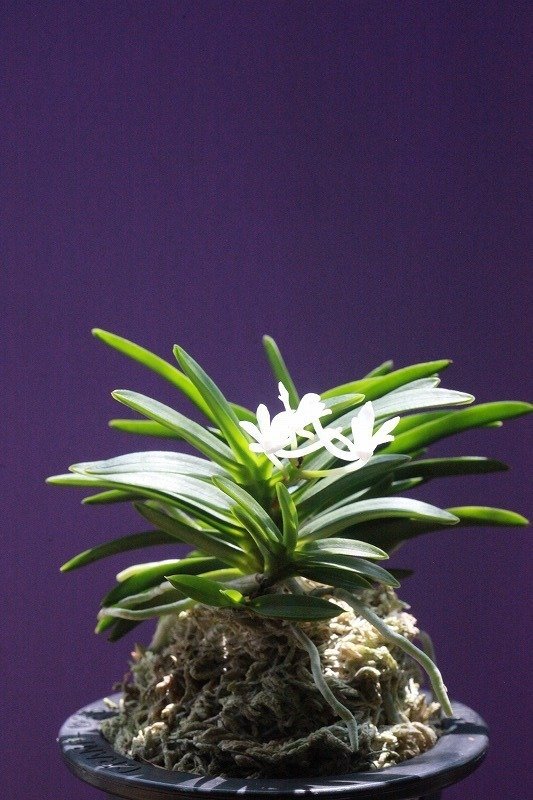 富貴蘭「彗星」の花｜KJ Morison