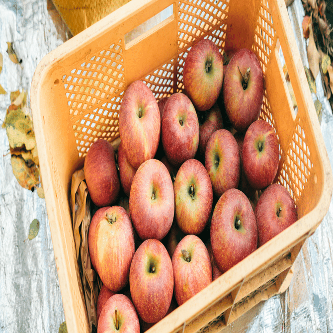 🍎ネットで購入！国見町のりんご、販売スタート【農家より直送】でお