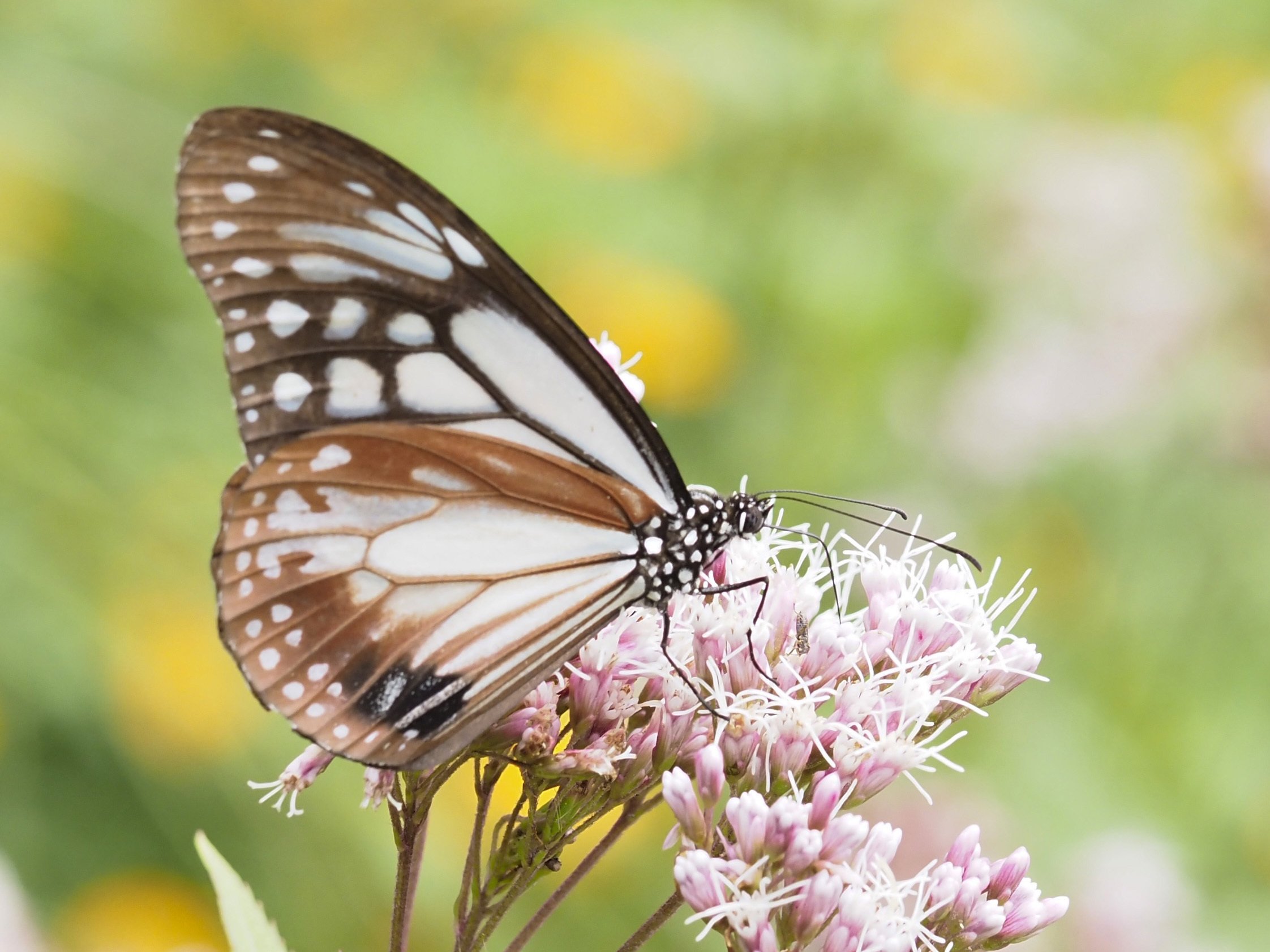 美しいチョウ「アサギマダラ」がやってきた。｜竜洋昆虫自然観察公園