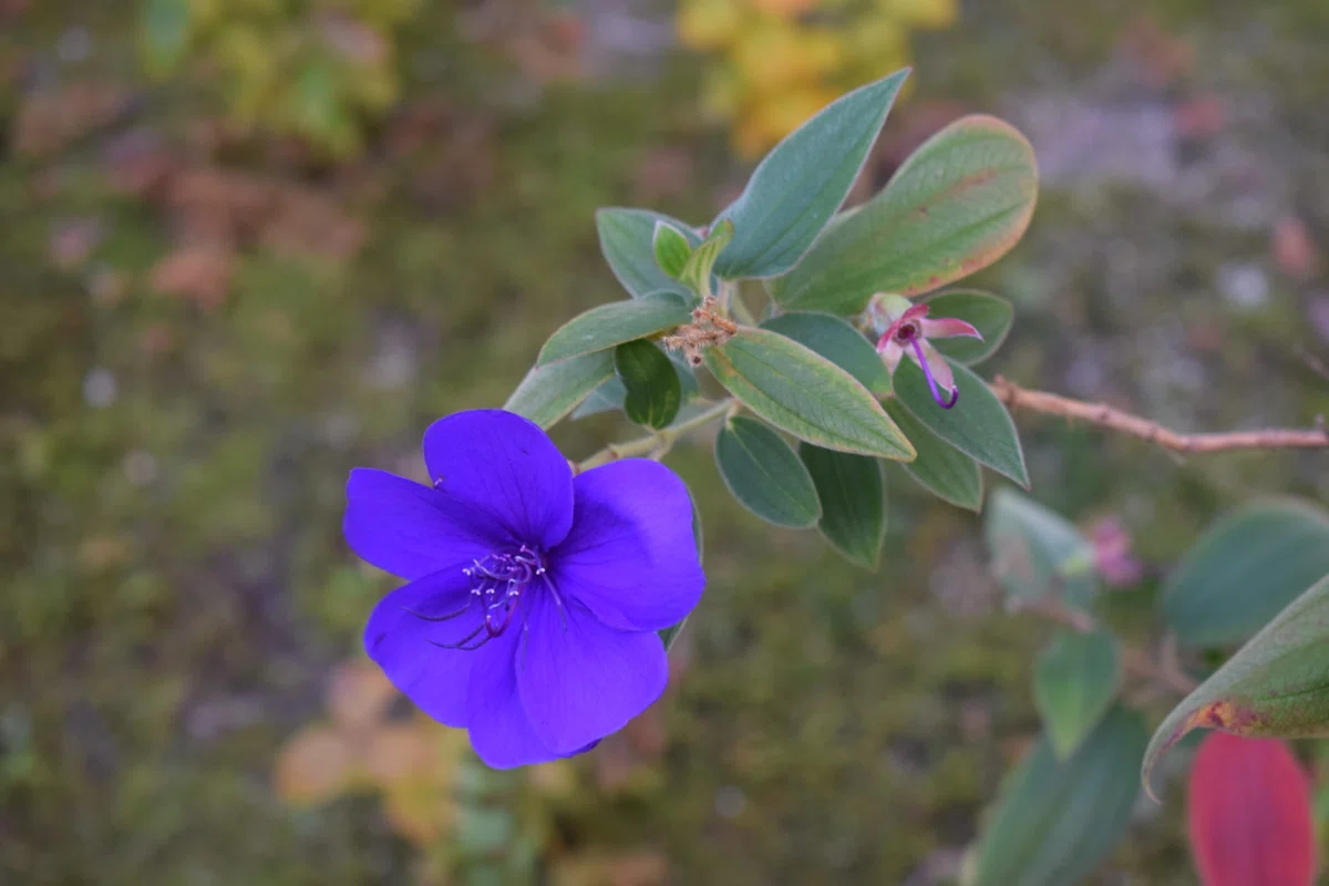 なんか分かんない青紫の花