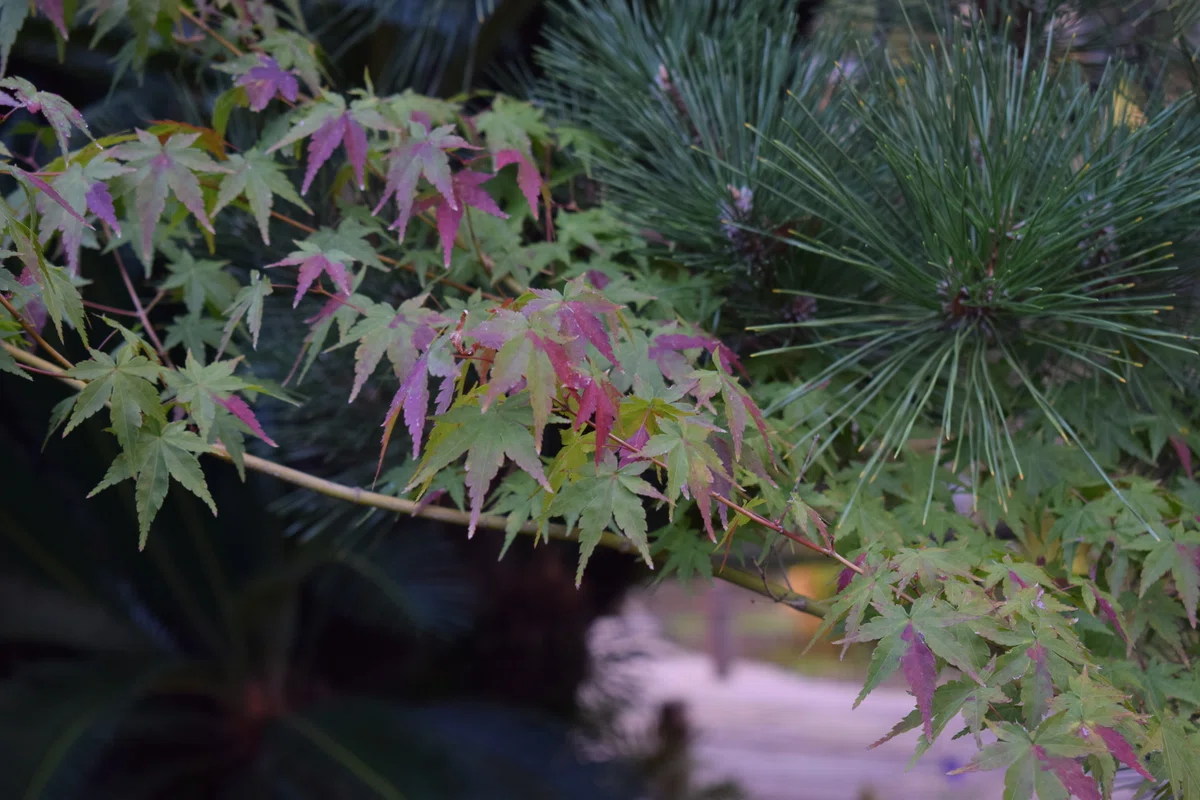 先っぽが赤い紅葉の葉っぱと松