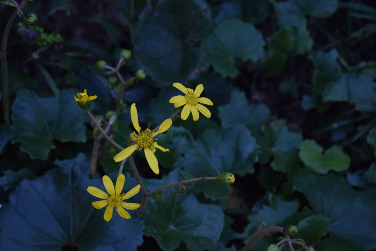 黄色の花。花弁が少し散ってて、そろそろ終わりの季節かなって思います。