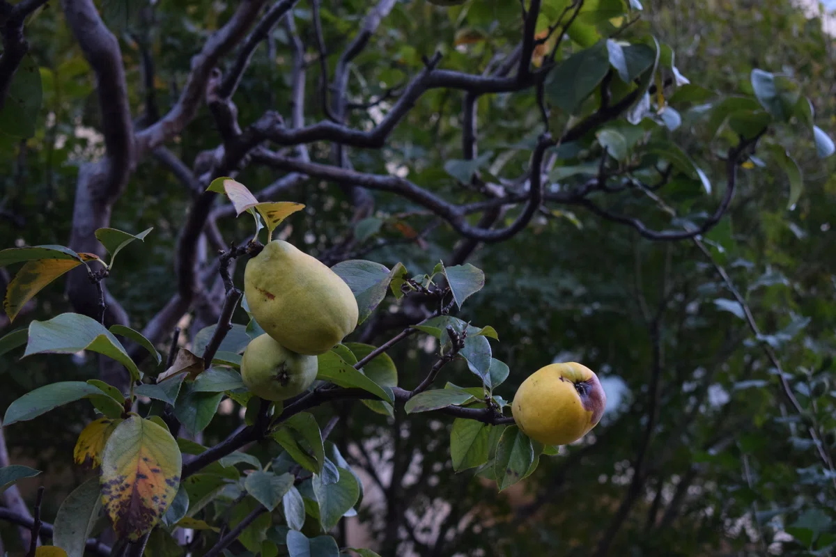 これは何だろう？かりんかな？実がたわわでした。
