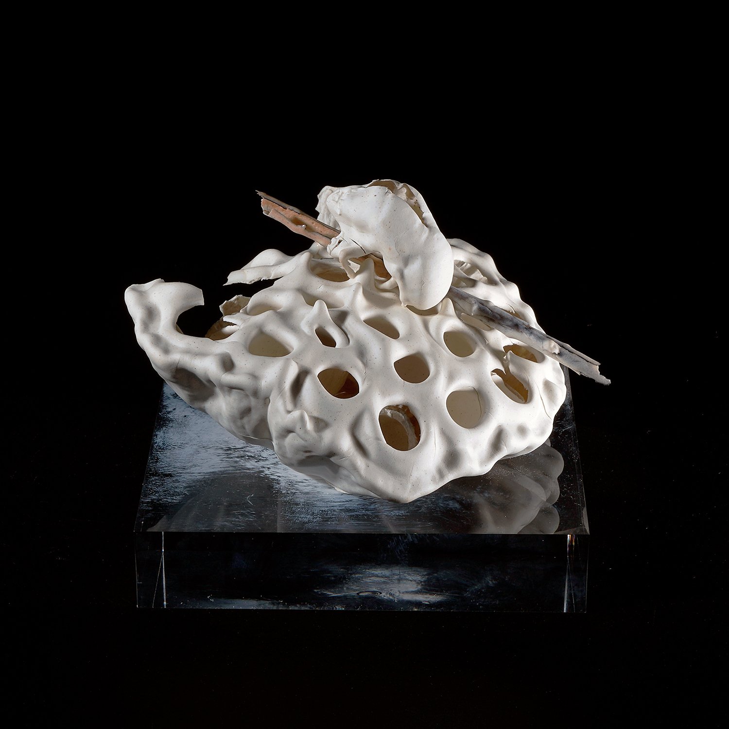 津田友子個展『記憶の殻』 / 作家インタビュー｜白白庵