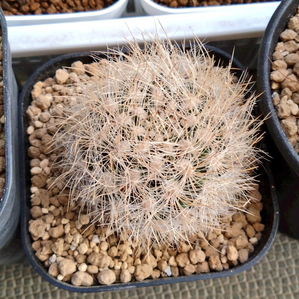 白翁玉｜文守 萌樹