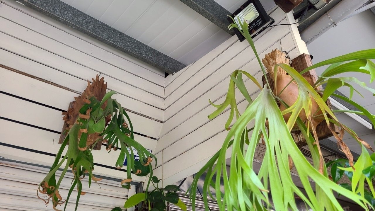 ritv☆ビカクシダ☆特別出品株 ritv☆ビカクシダ☆特別出品株 C7A3520.jpg?v=1694948157&width