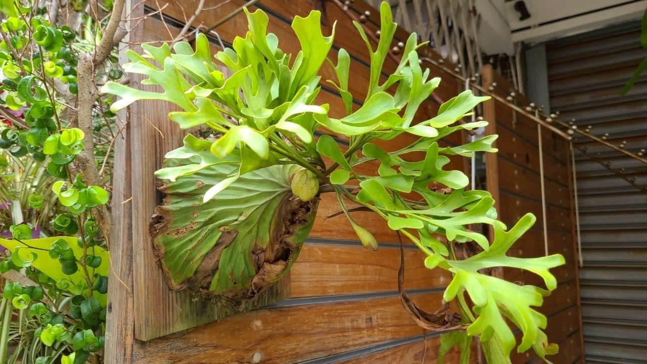 ritv☆ビカクシダ☆特別出品株 ビカクシダ リドレイ 交配種”キッチャクード” | フラワーショップあきの