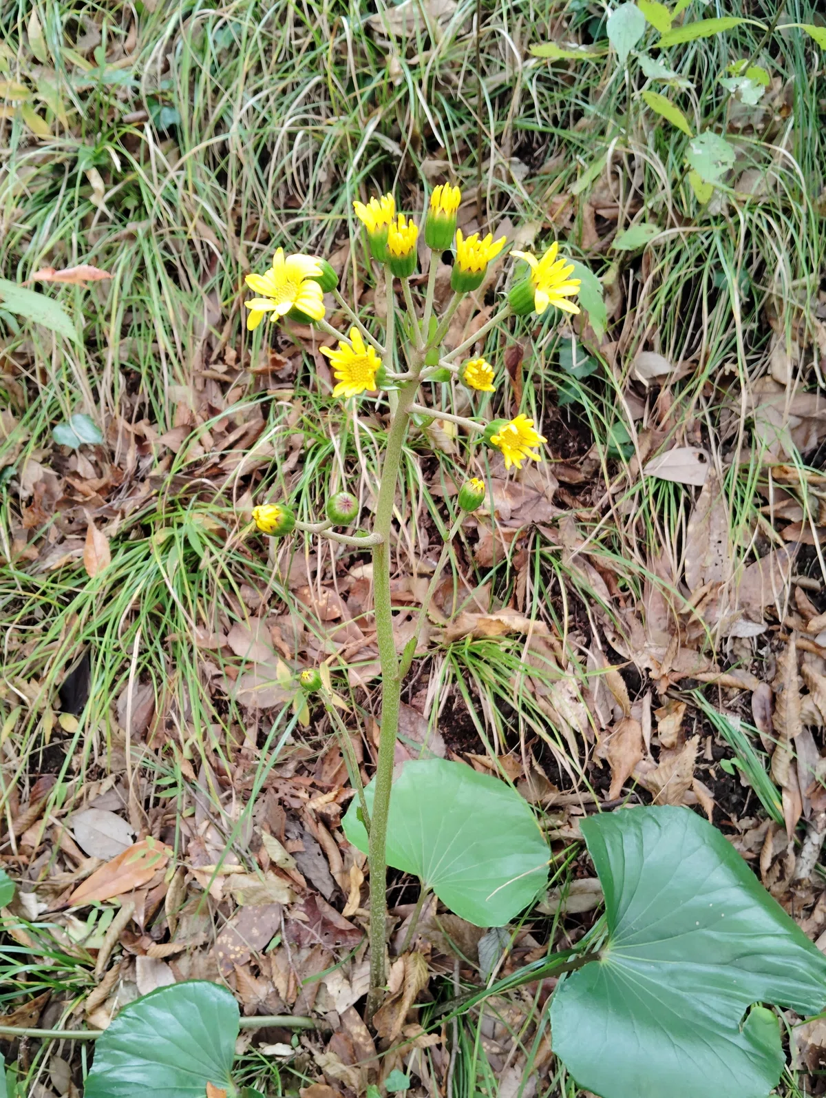 【写真 8ぶんの6】ツワブキの花の写真