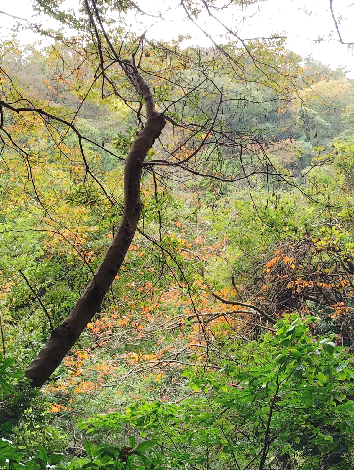 【写真 8ぶんの8】森の中の木々がうっすら黄色やオレンジに紅葉している写真
