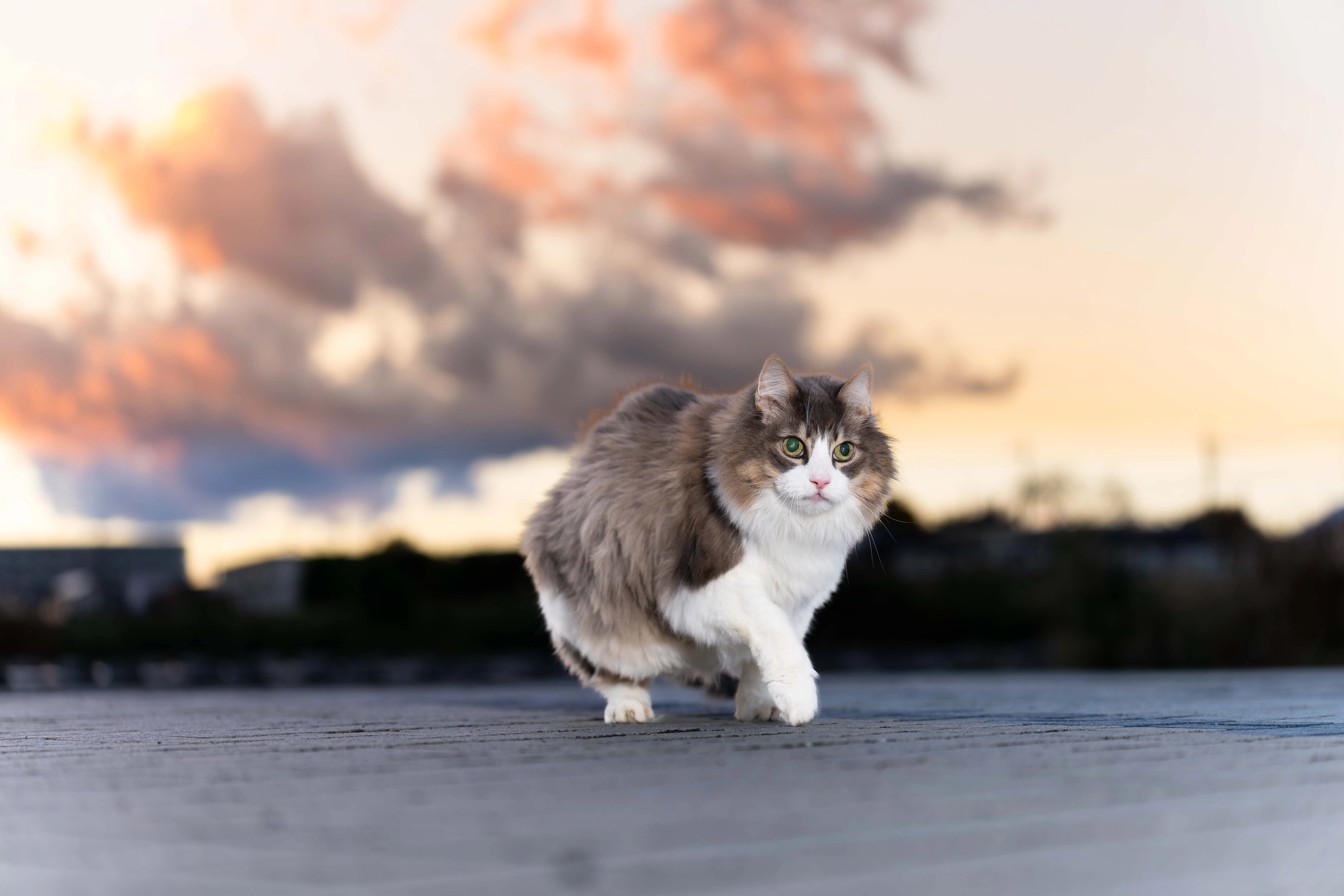 SONYで劇的に楽になった猫撮影 我が家の猫 愛しのDaVvinci｜tackphoto