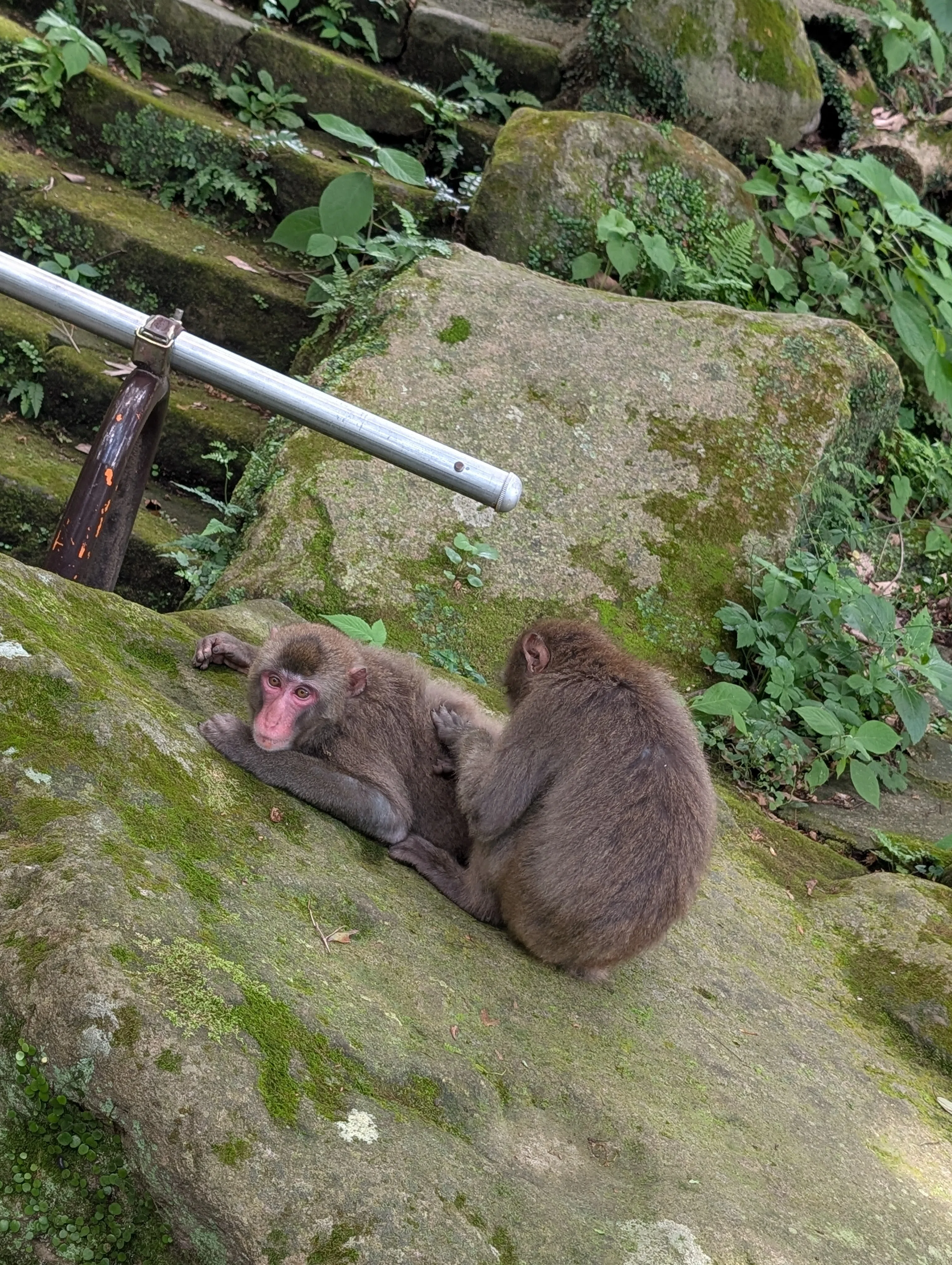 7月、うみたまごのセイウチと高崎山の猿に会いに行った話・2｜灰音