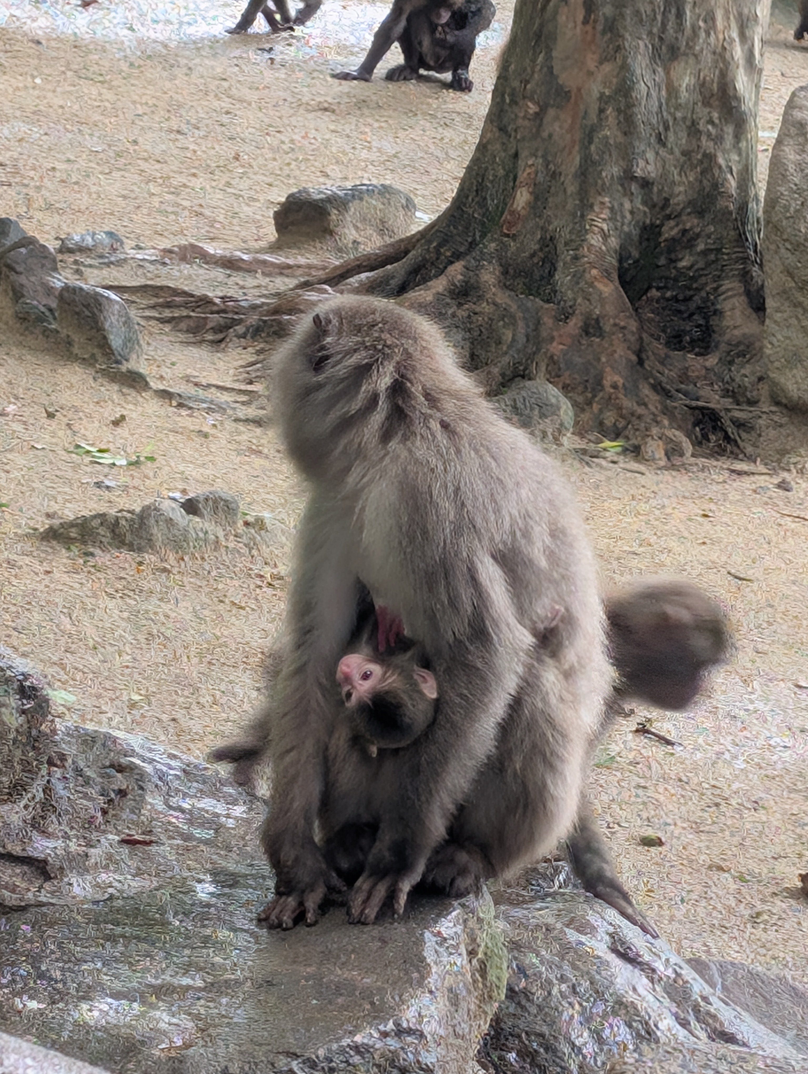 7月、うみたまごのセイウチと高崎山の猿に会いに行った話・2｜灰音