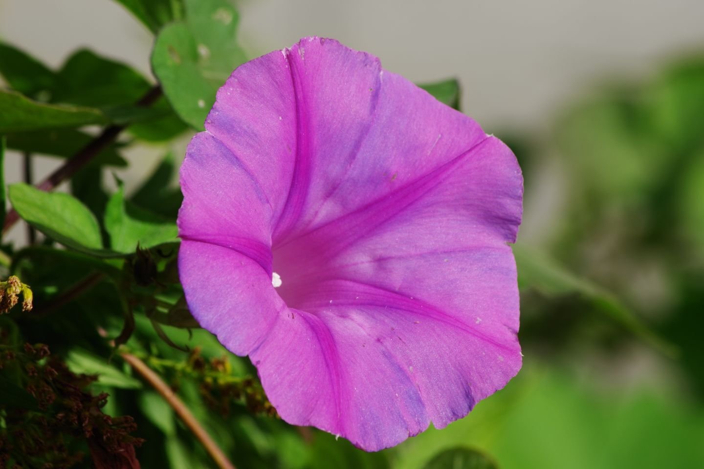 あさがお｜佐久間ディック