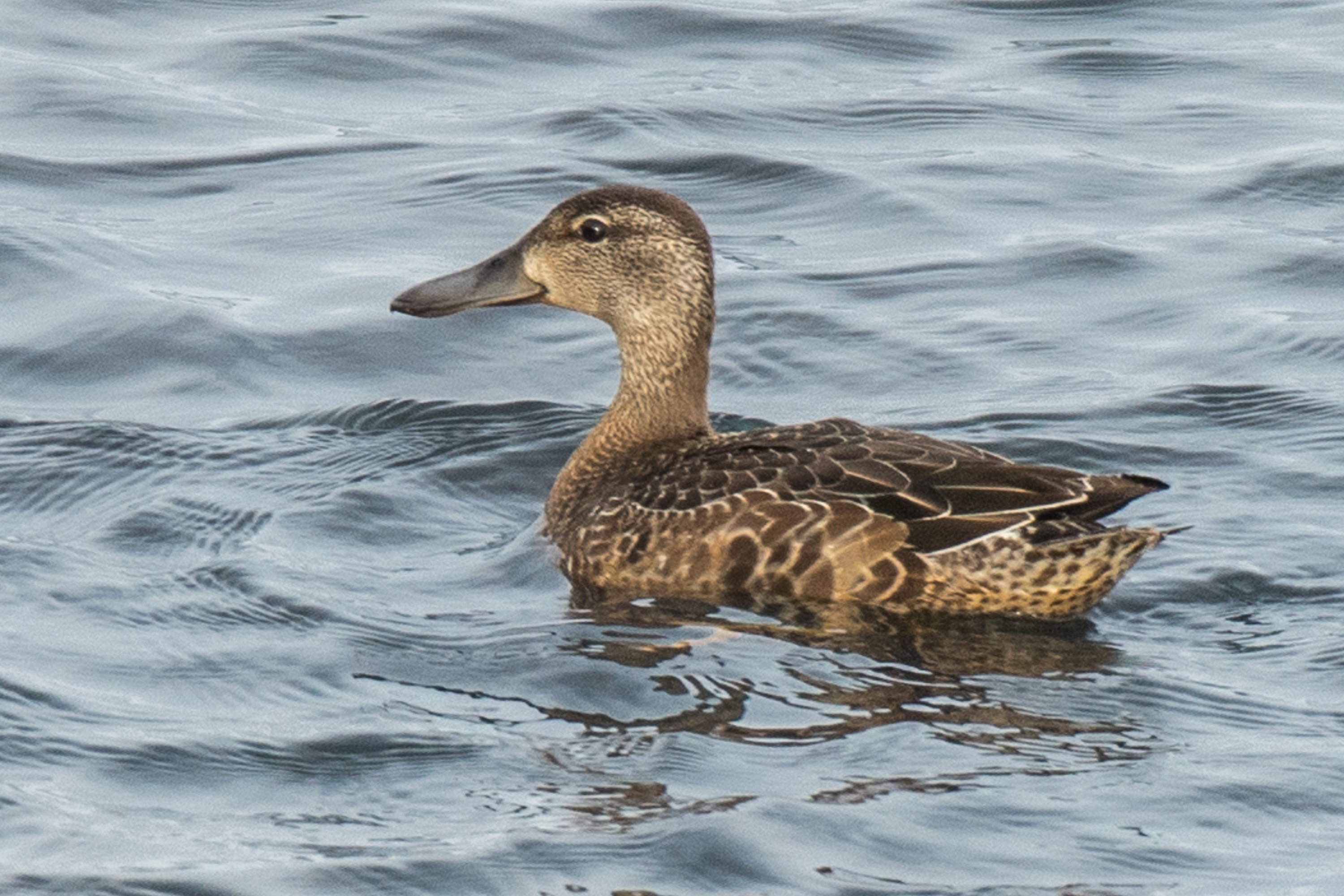 シカゴでバードウォッチング！】 Blue-winged Teal ミカヅキシマアジ