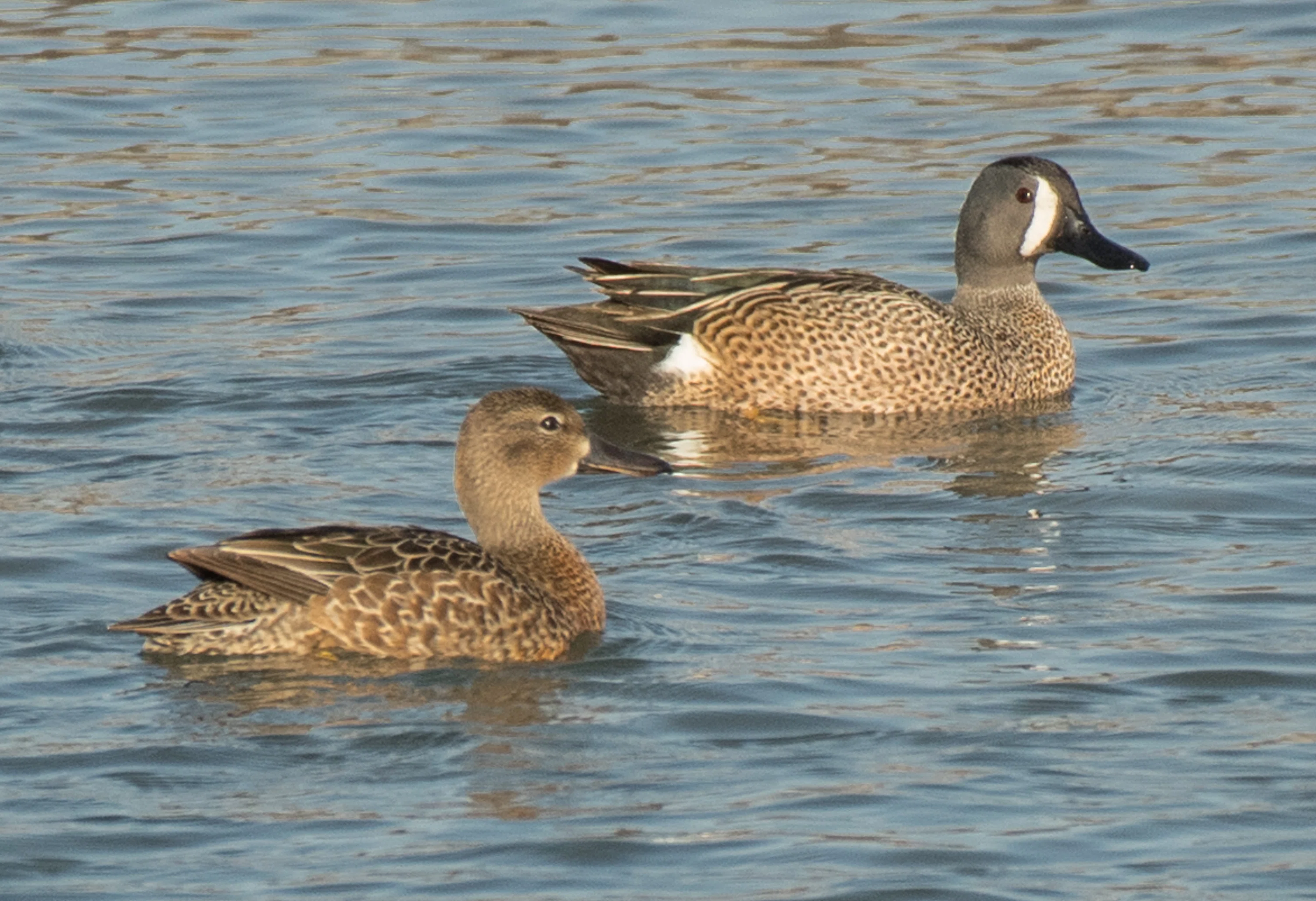 ミカヅキシマアジのスタディバード　バードカービング シカゴでバードウォッチング！】 Blue-winged Teal ミカヅキシマアジ