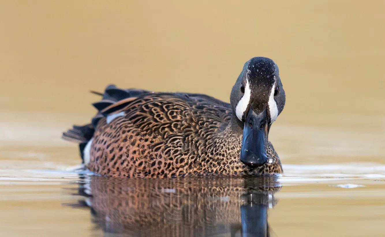 シカゴでバードウォッチング！】 Blue-winged Teal ミカヅキシマアジ
