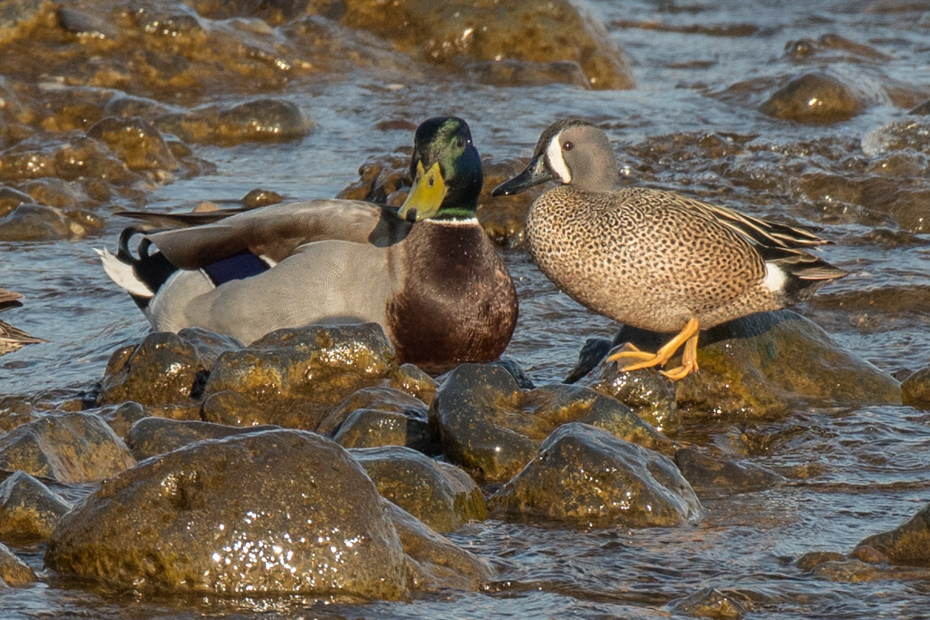 シカゴでバードウォッチング！】 Blue-winged Teal ミカヅキシマアジ
