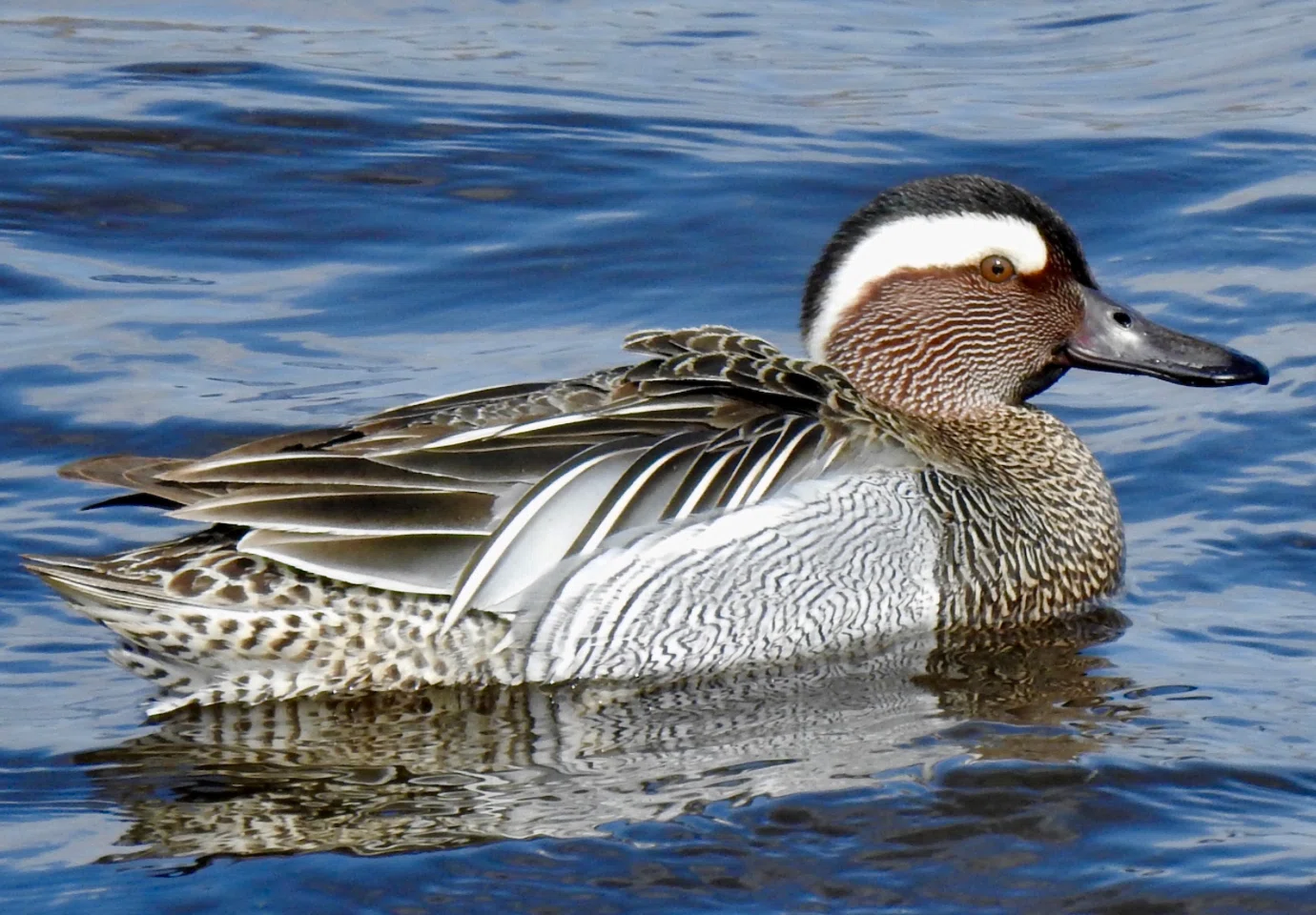 シカゴでバードウォッチング！】 Blue-winged Teal ミカヅキシマアジ