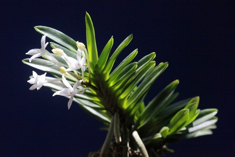 富貴蘭「鶺鴒」の花｜KJ Morison