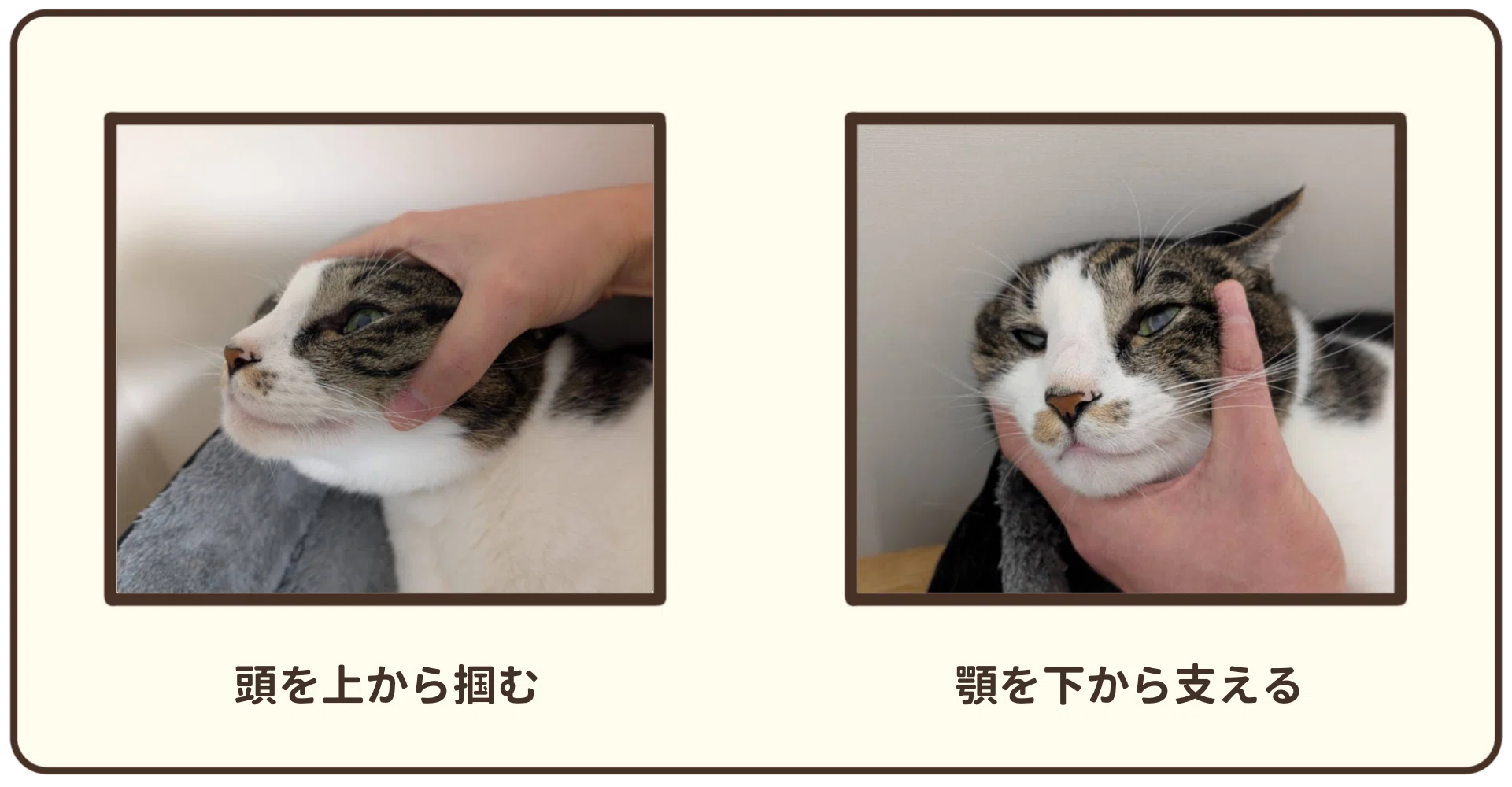 猫 薬 飲 ませ 方 錠剤