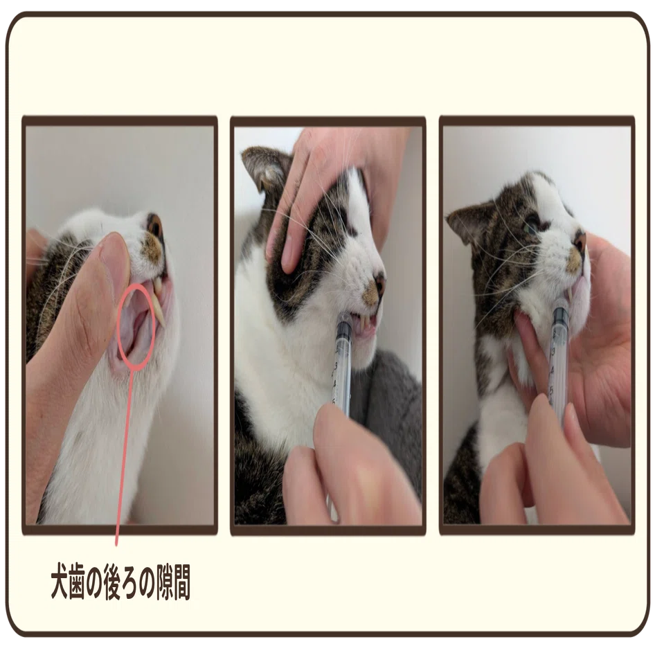 猫 薬 飲 ませ 方 錠剤