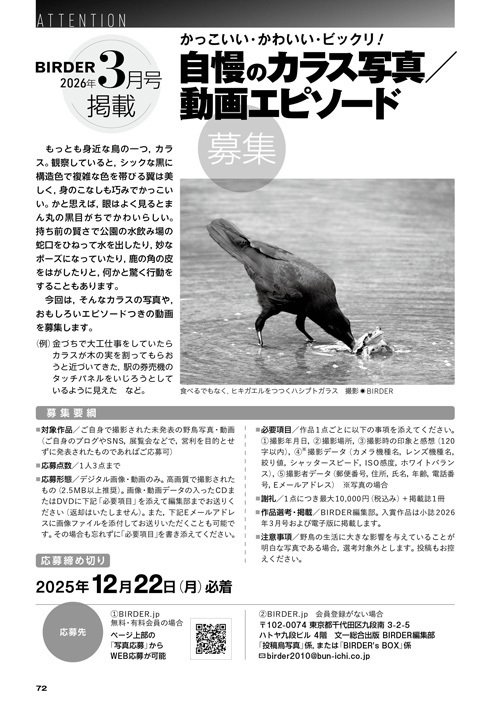 8月20日削除！ BIRDS OF A FEATHER 142 BIRDER12月号の見どころ｜ブンイチ（文一総合出版）