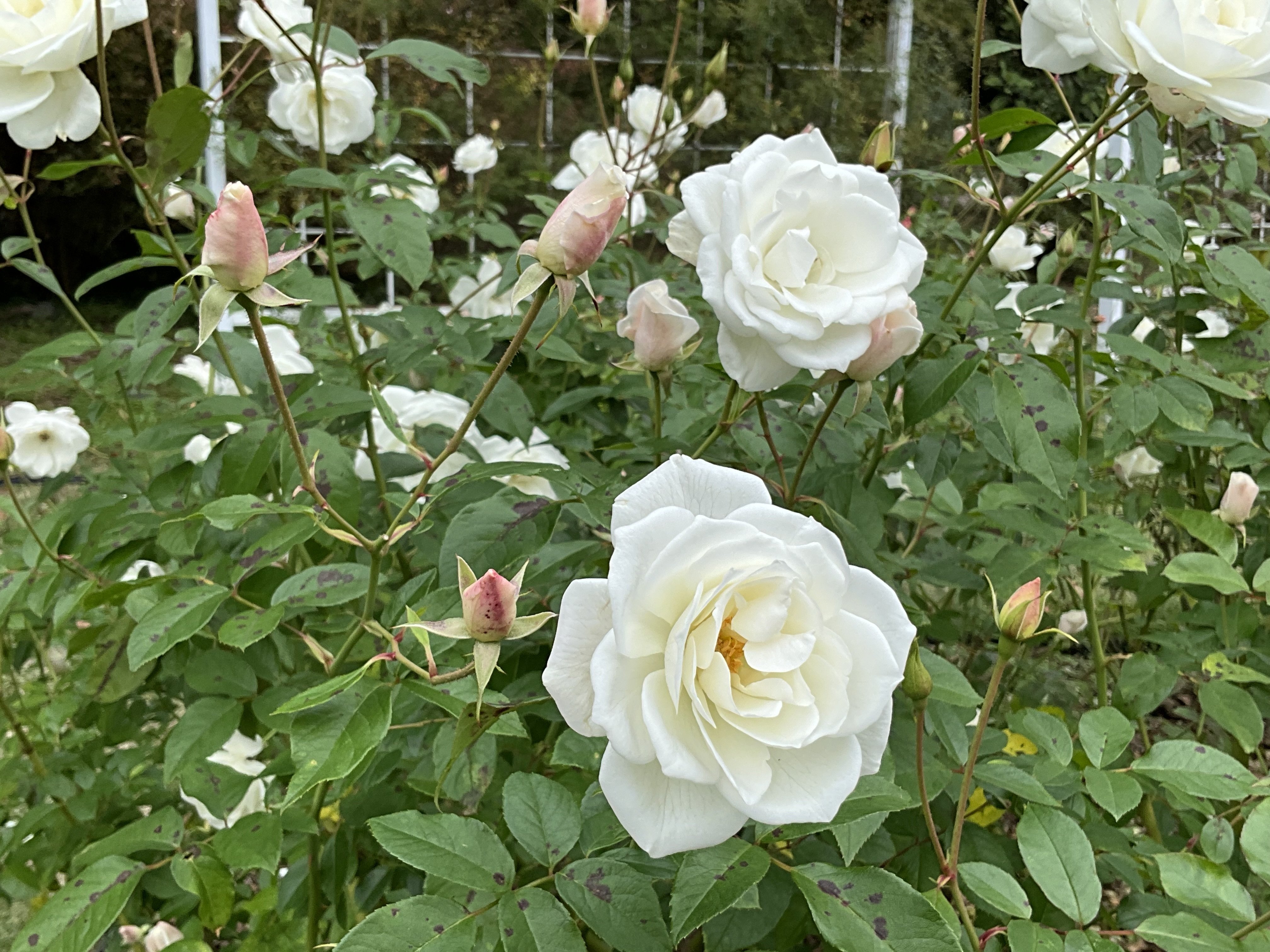11月13日のアイスバーグなど（京都府立植物園ばら園）：2025年11月13日