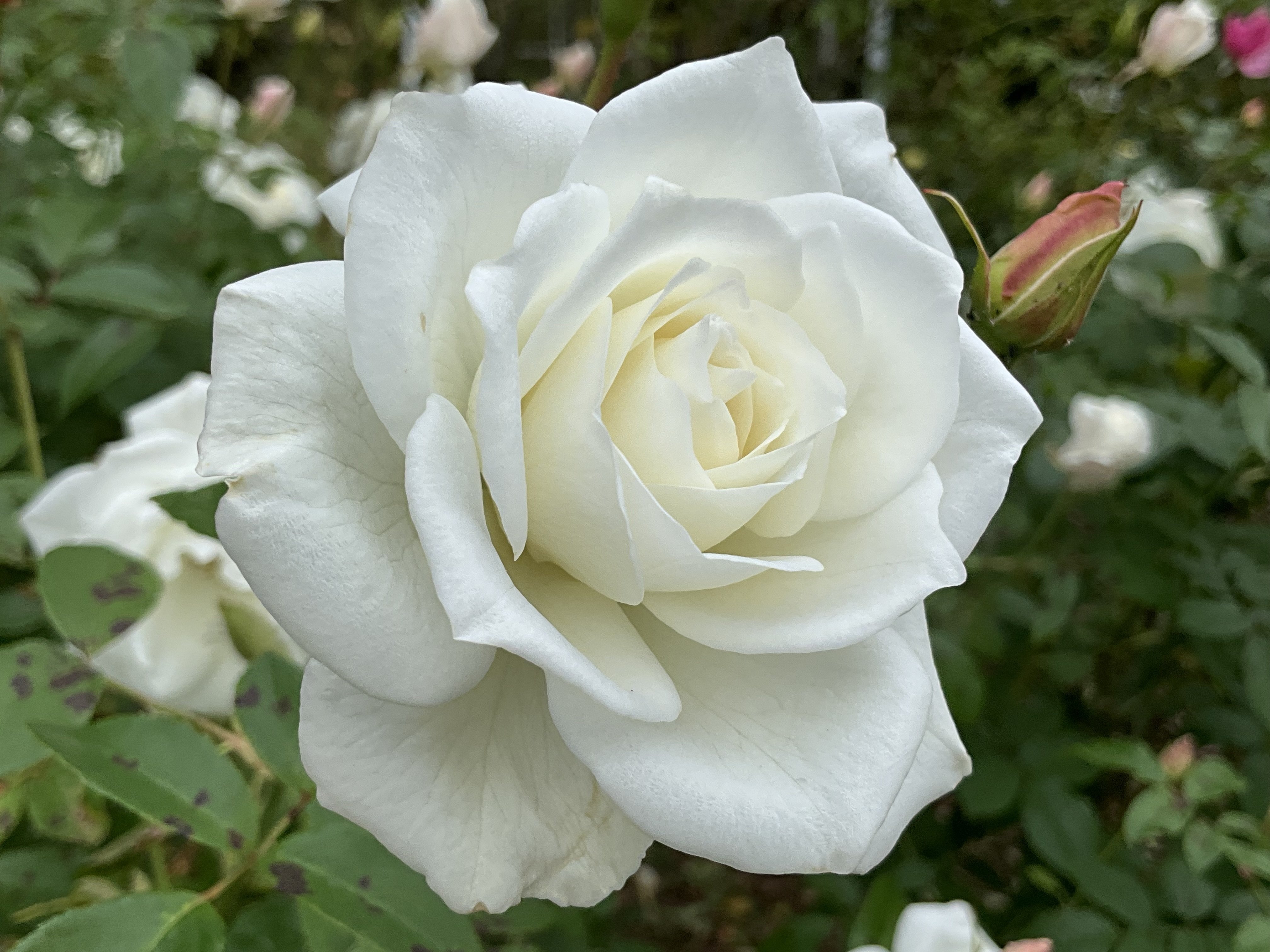 アイスバーグ 11月13日のアイスバーグなど（京都府立植物園ばら園）：2025年11月13日