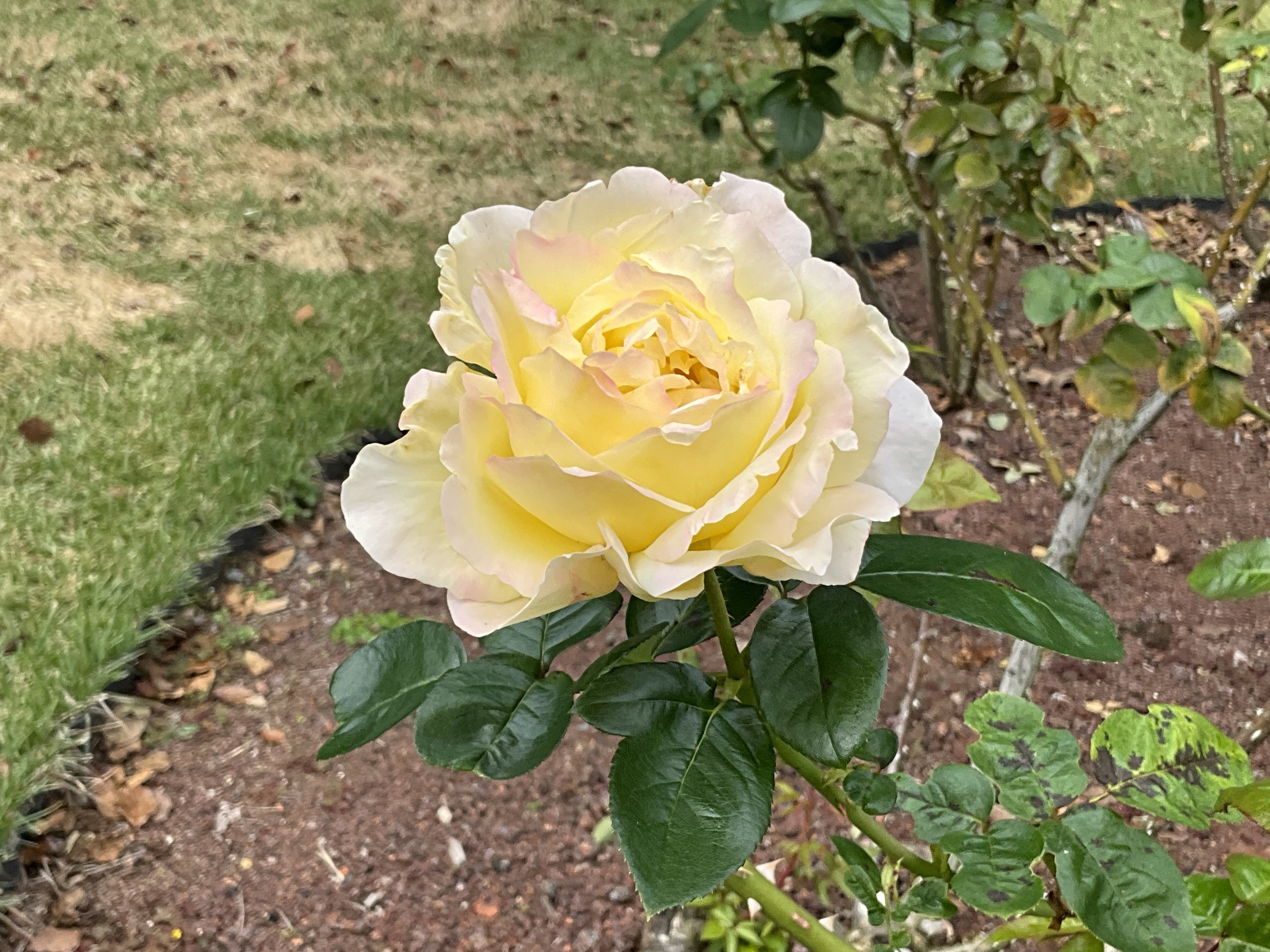 11月13日のアイスバーグなど（京都府立植物園ばら園）：2025年11月13日