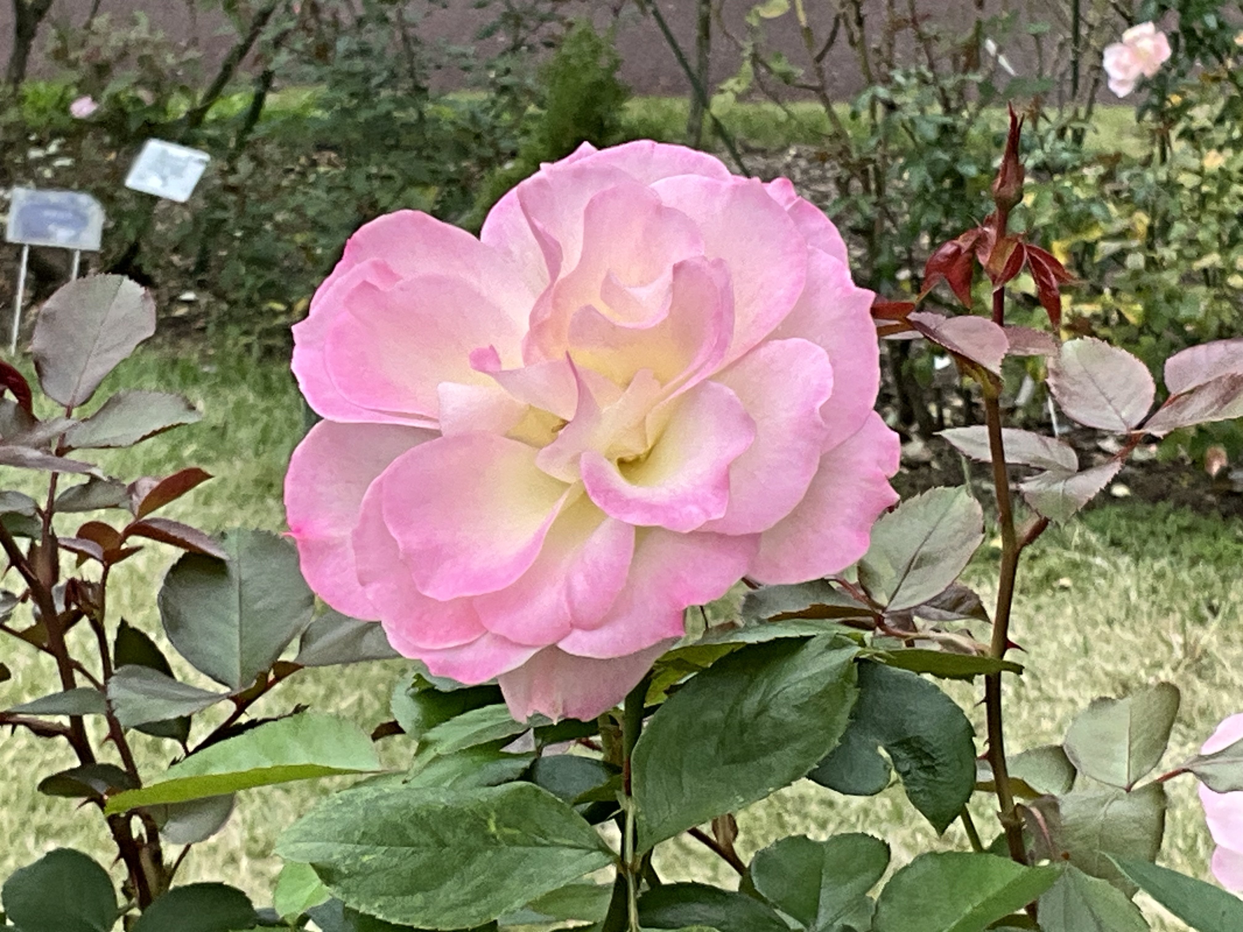 アイスバーグ バラ苗 予約新苗 2026 つる アイスバーグ IcebergClimbing 国産