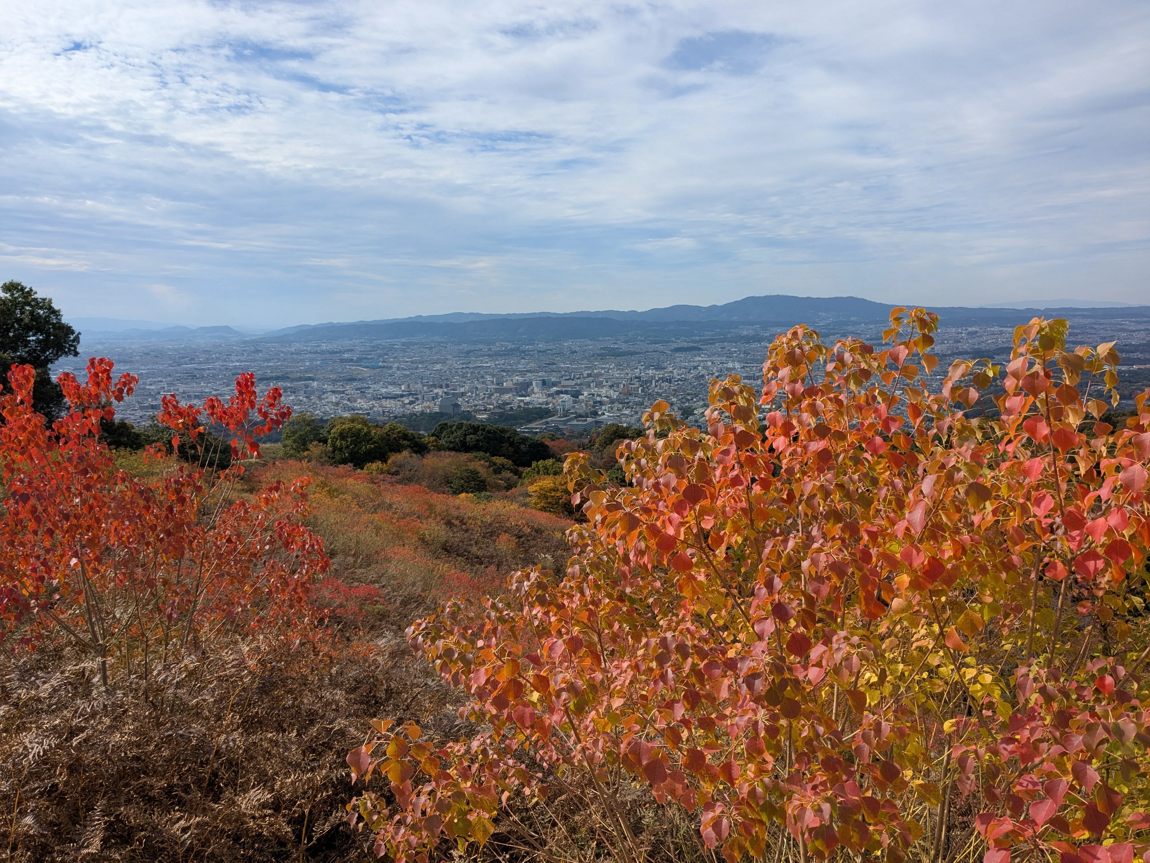 絵本のような秋に出会う。春日山原始林から若草山の紅葉へ｜よしぞう