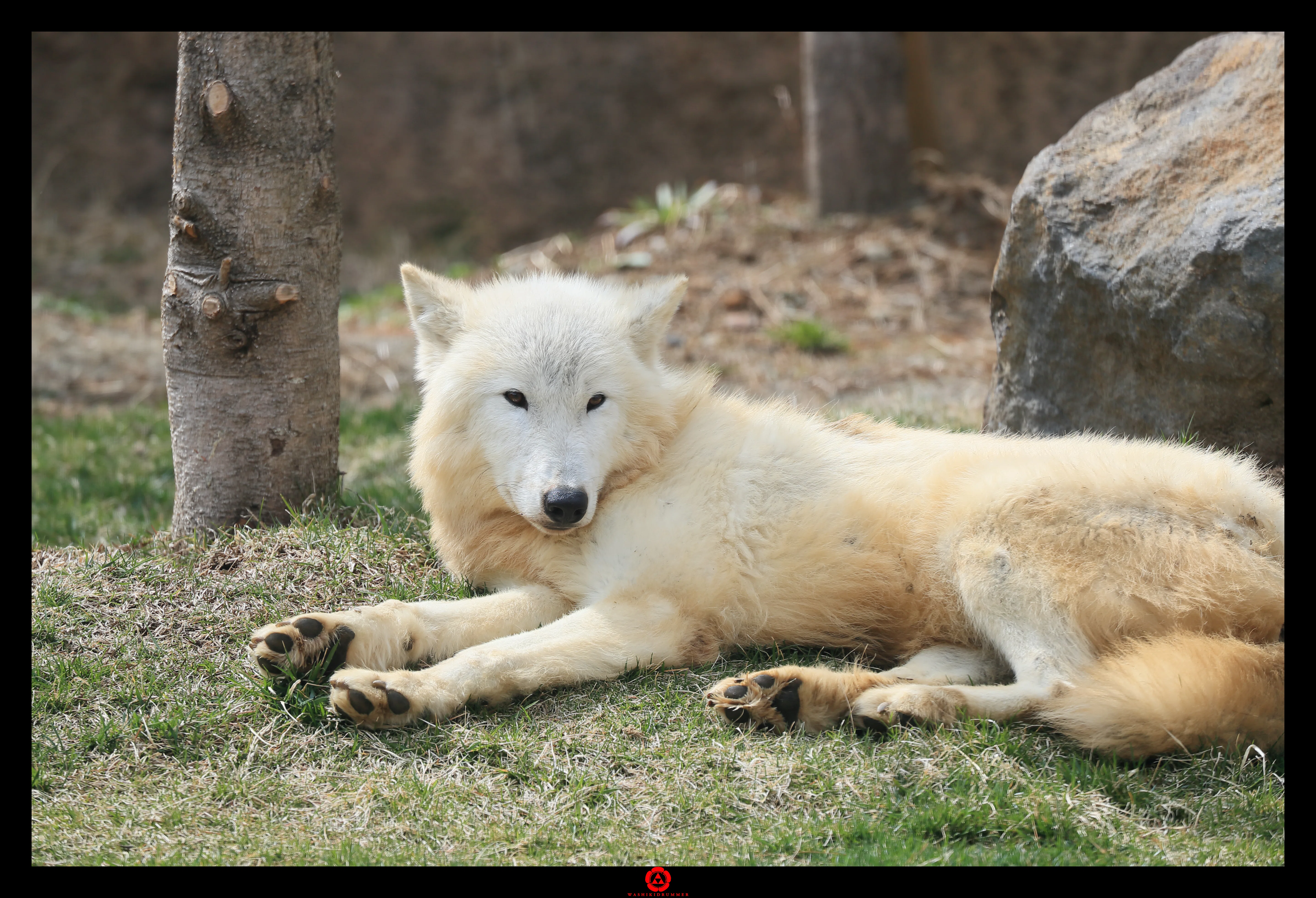 追悼：アザリー｜和色🐺WolfGrapher