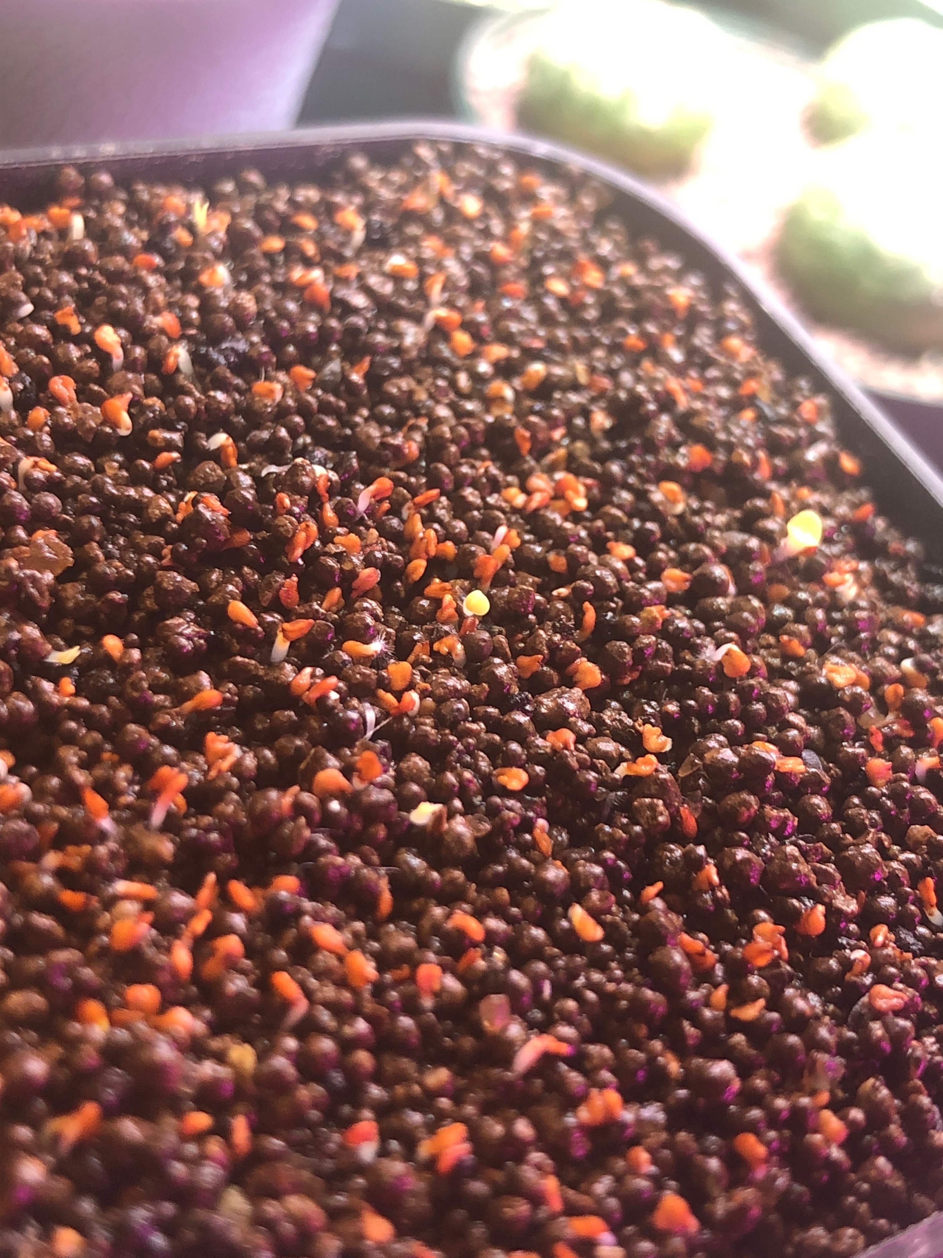 続・リトープスの発芽｜たおた🌵Bizarre Shore